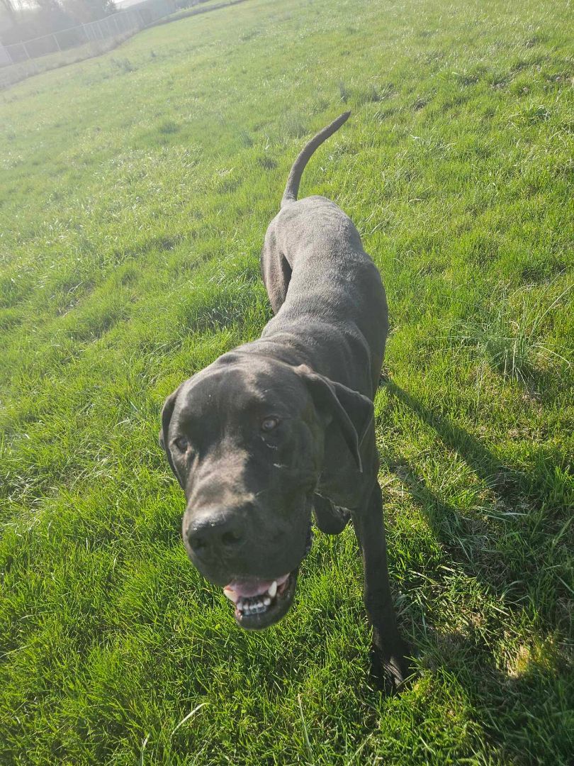 Enlarge Atlas, a Adopted Great Dane in Rockport, IN image 2/2