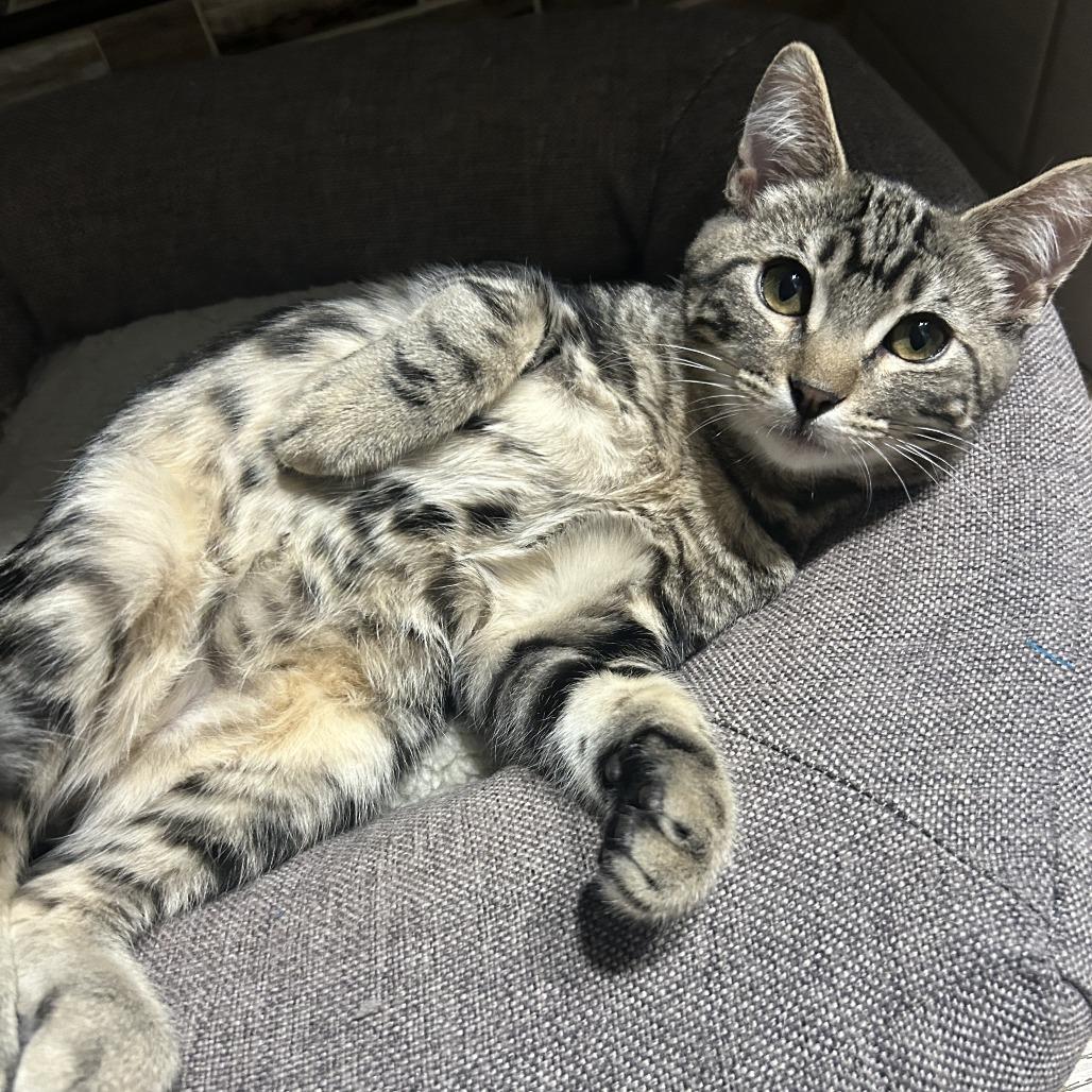 Milo — thumbnail 2