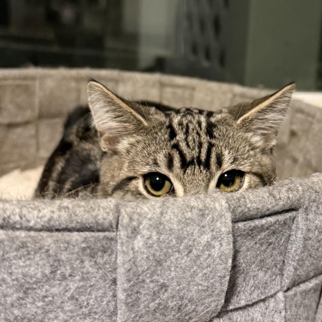 Milo — thumbnail 3