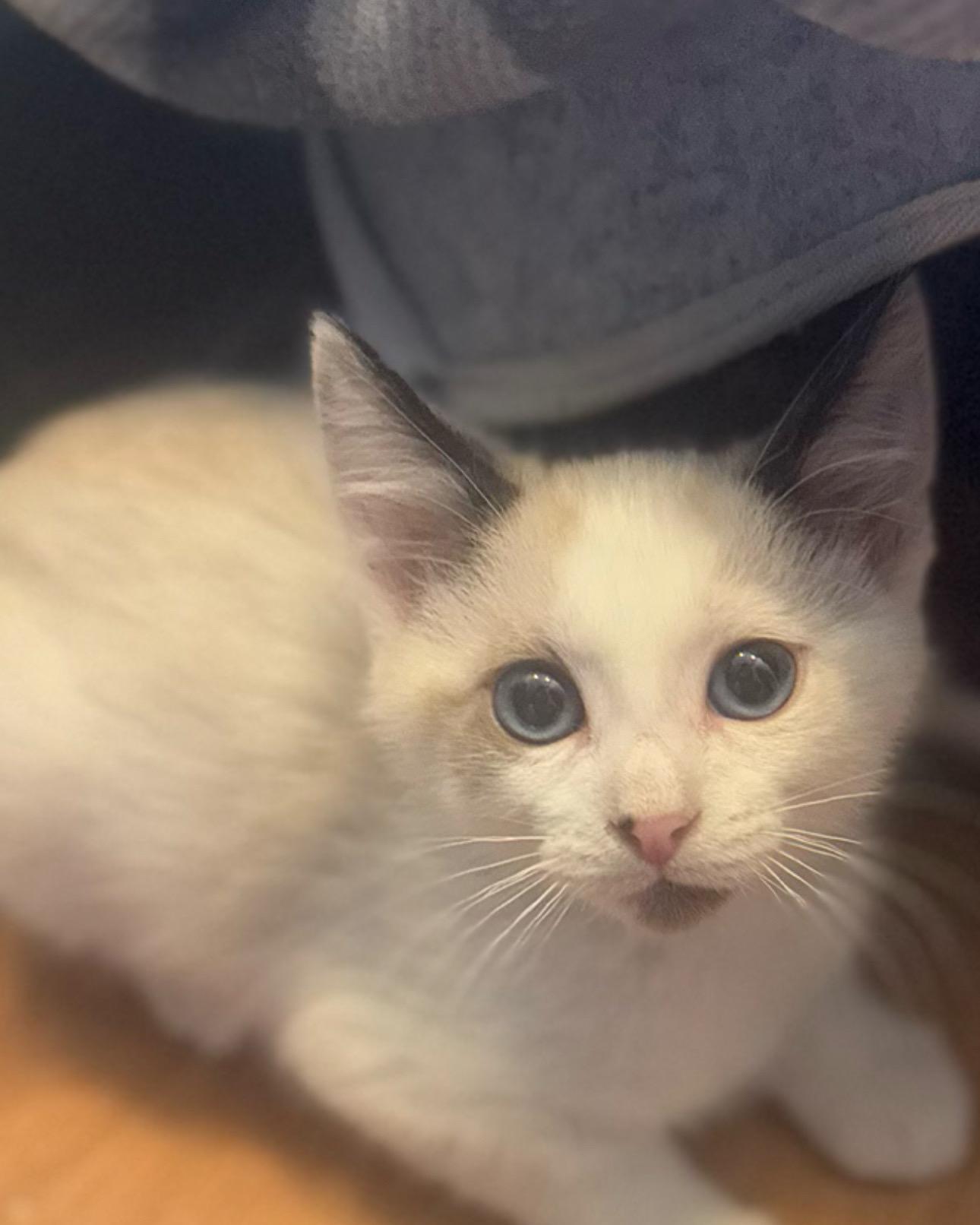 Calypso and Percy Bonded Sibs, an adoptable Siamese, Ragdoll in Tracy, CA, 95376 | Photo Image 4