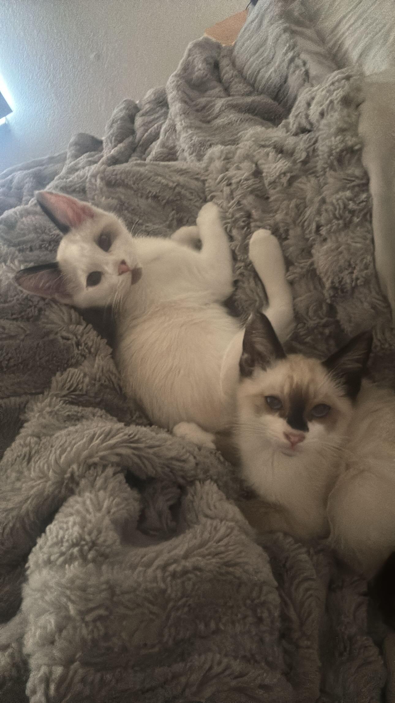 Calypso and Percy Bonded Sibs, an adoptable Siamese, Ragdoll in Tracy, CA, 95376 | Photo Image 2