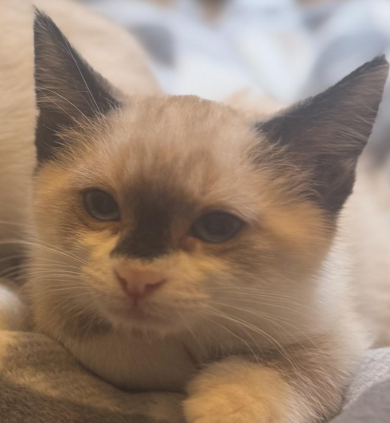 Calypso and Percy Bonded Sibs, an adoptable Siamese, Ragdoll in Tracy, CA, 95376 | Photo Image 5