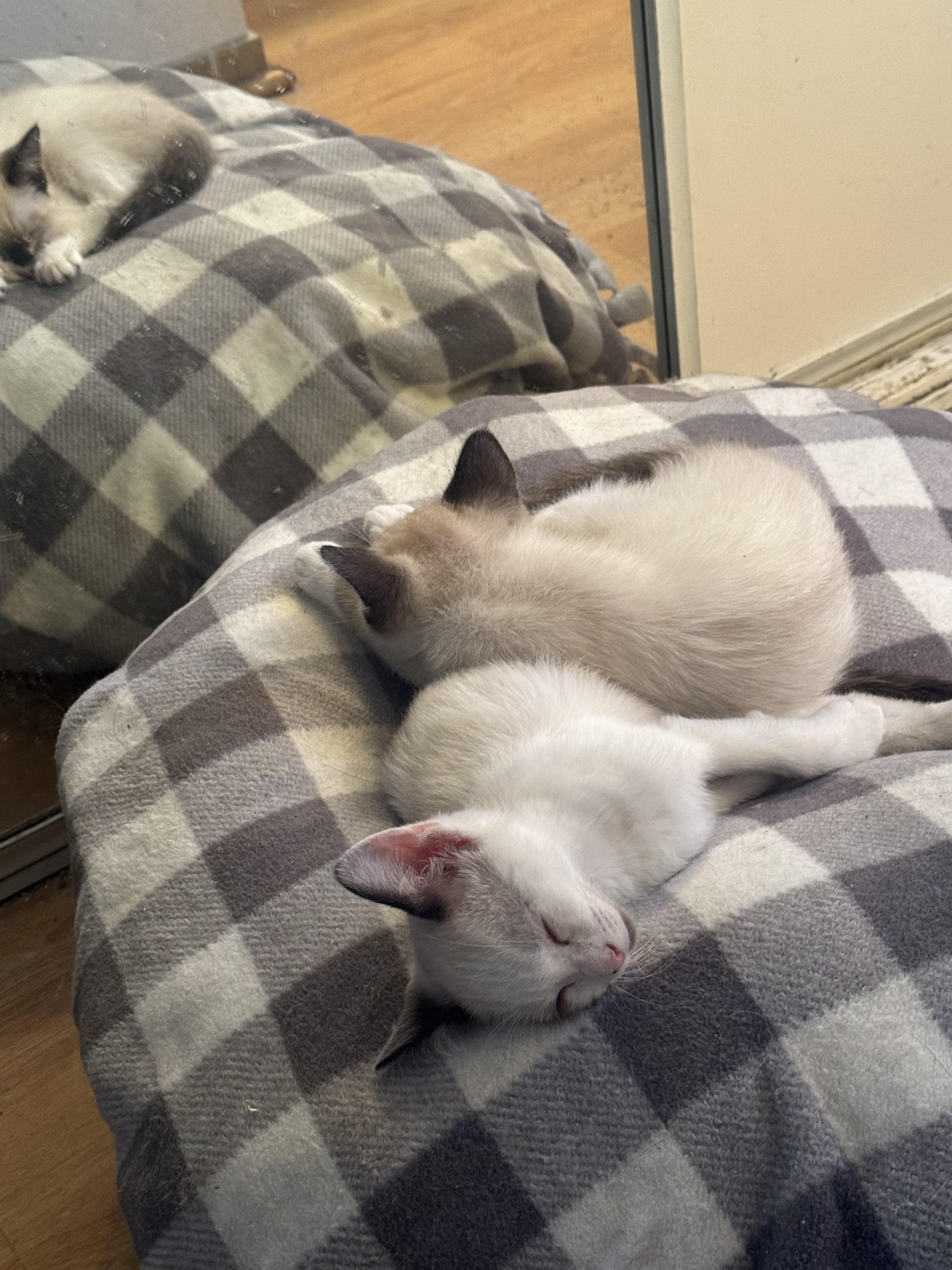 Calypso and Percy Bonded Sibs, an adoptable Siamese, Ragdoll in Tracy, CA, 95376 | Photo Image 3