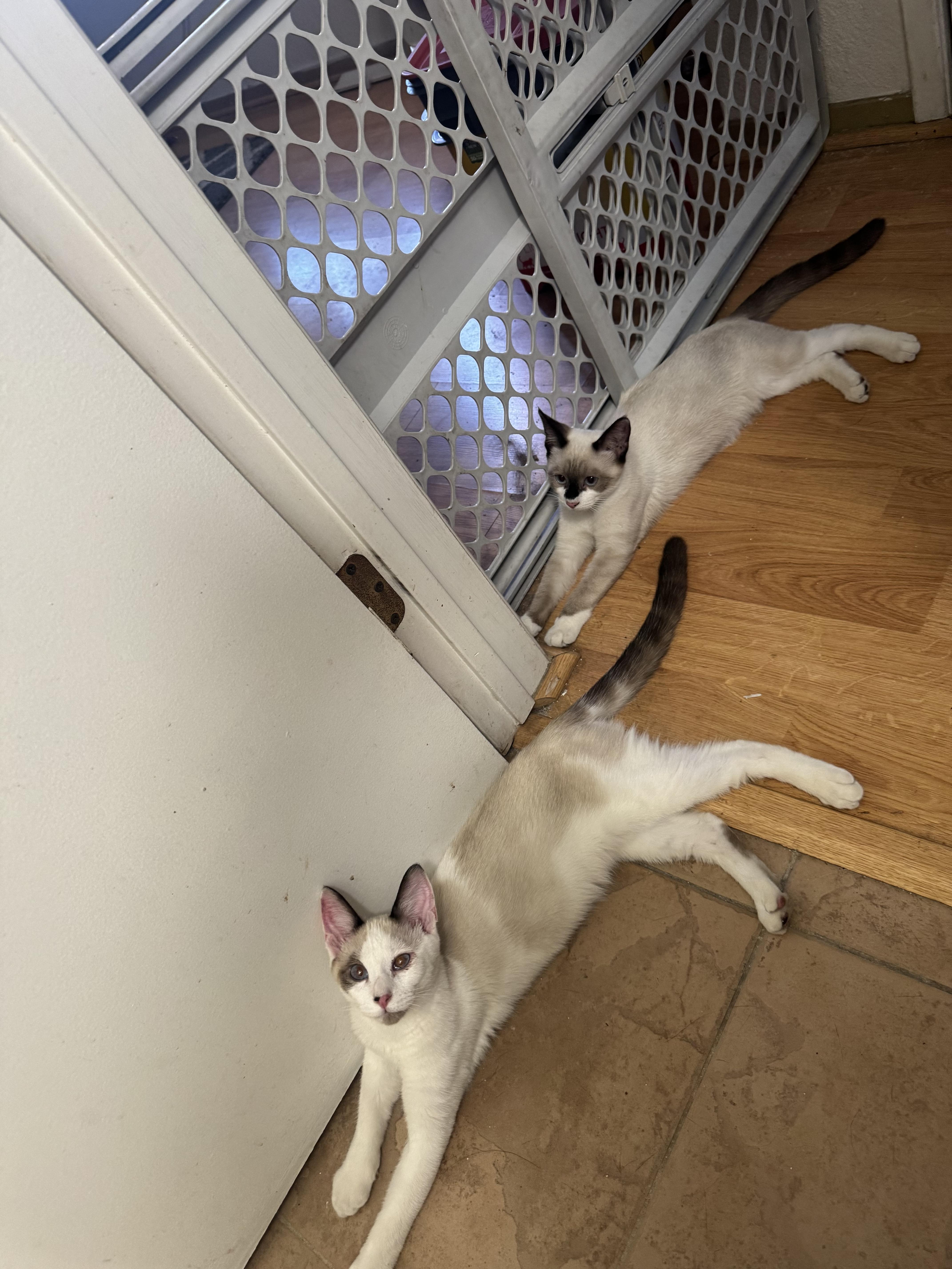 Calypso and Percy Bonded Sibs, an adoptable Siamese, Ragdoll in Tracy, CA, 95376 | Photo Image 1
