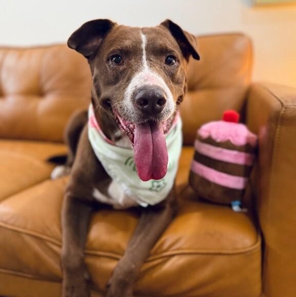 Adamma all love and gentle company — thumbnail 3