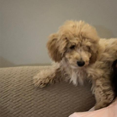 Enlarge Chester D12788, a Adoptable Miniature Poodle in Elk River, MN image 2/3