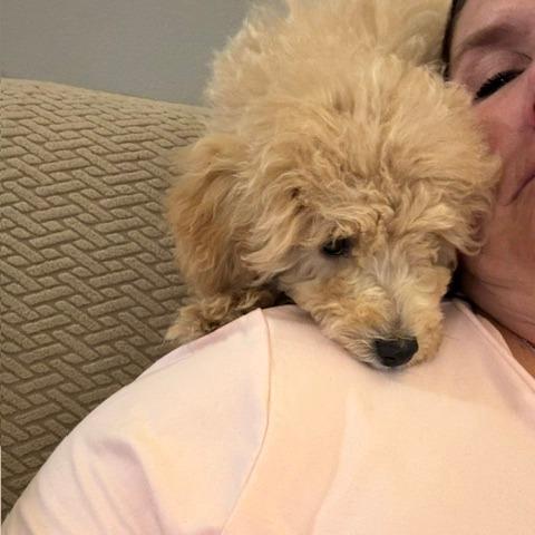 Chester D12788, Adoptable, Puppy Male Miniature Poodle.