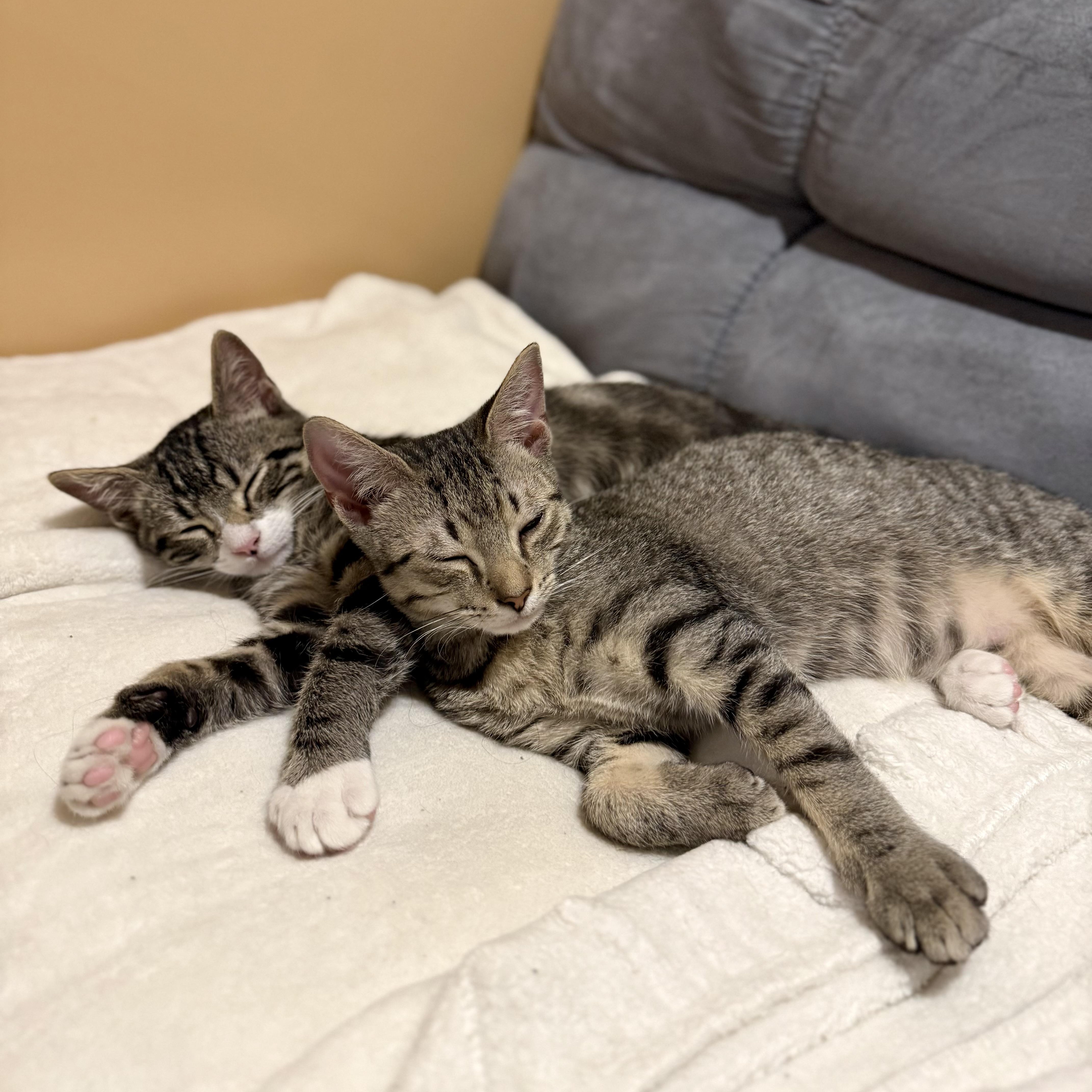 Enlarge Cohen, a Adoptable Domestic Short Hair in Bourne, MA image 5/5