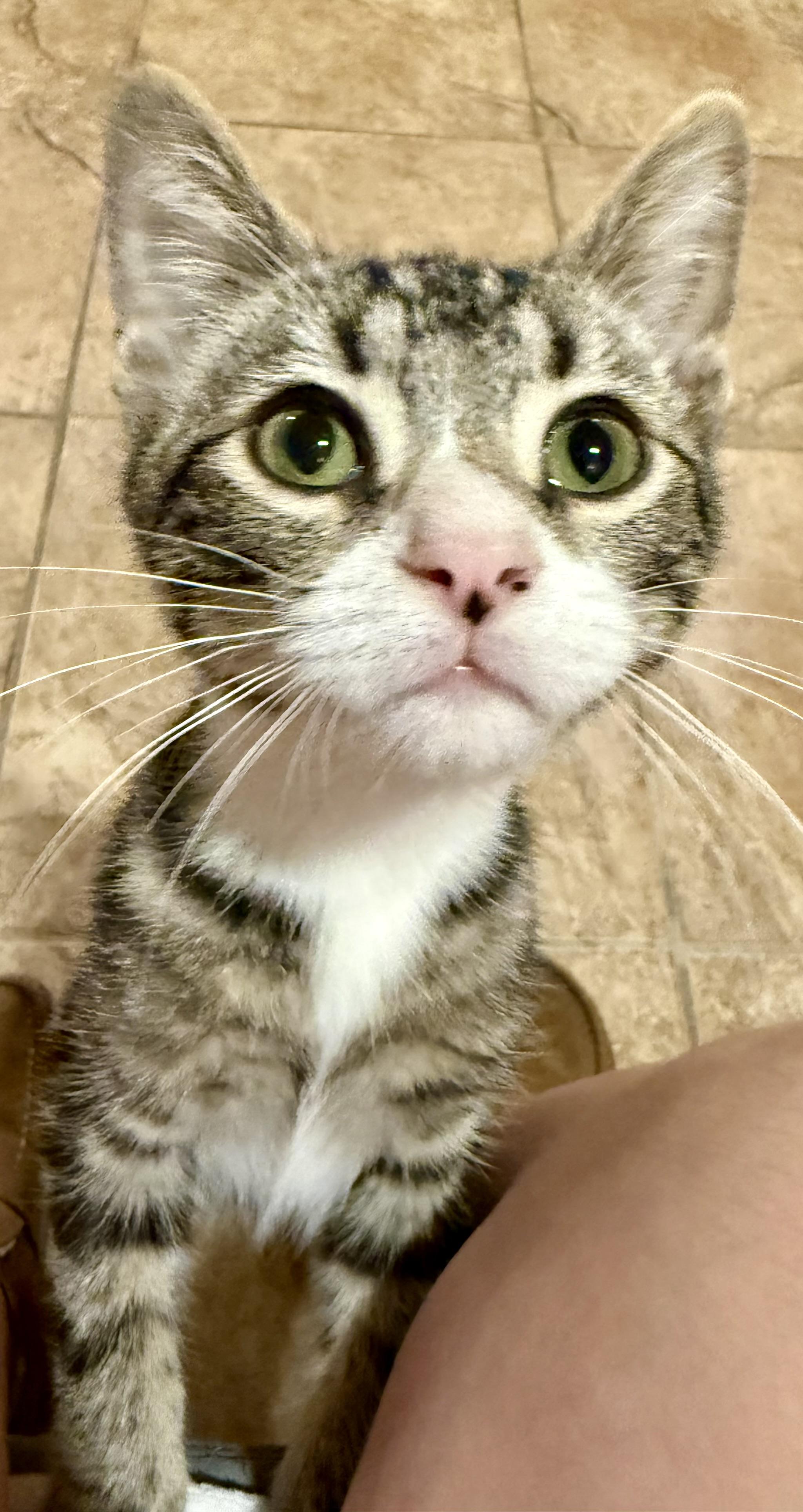 Cohen, Adoptable, Kitten Male Domestic Short Hair.
