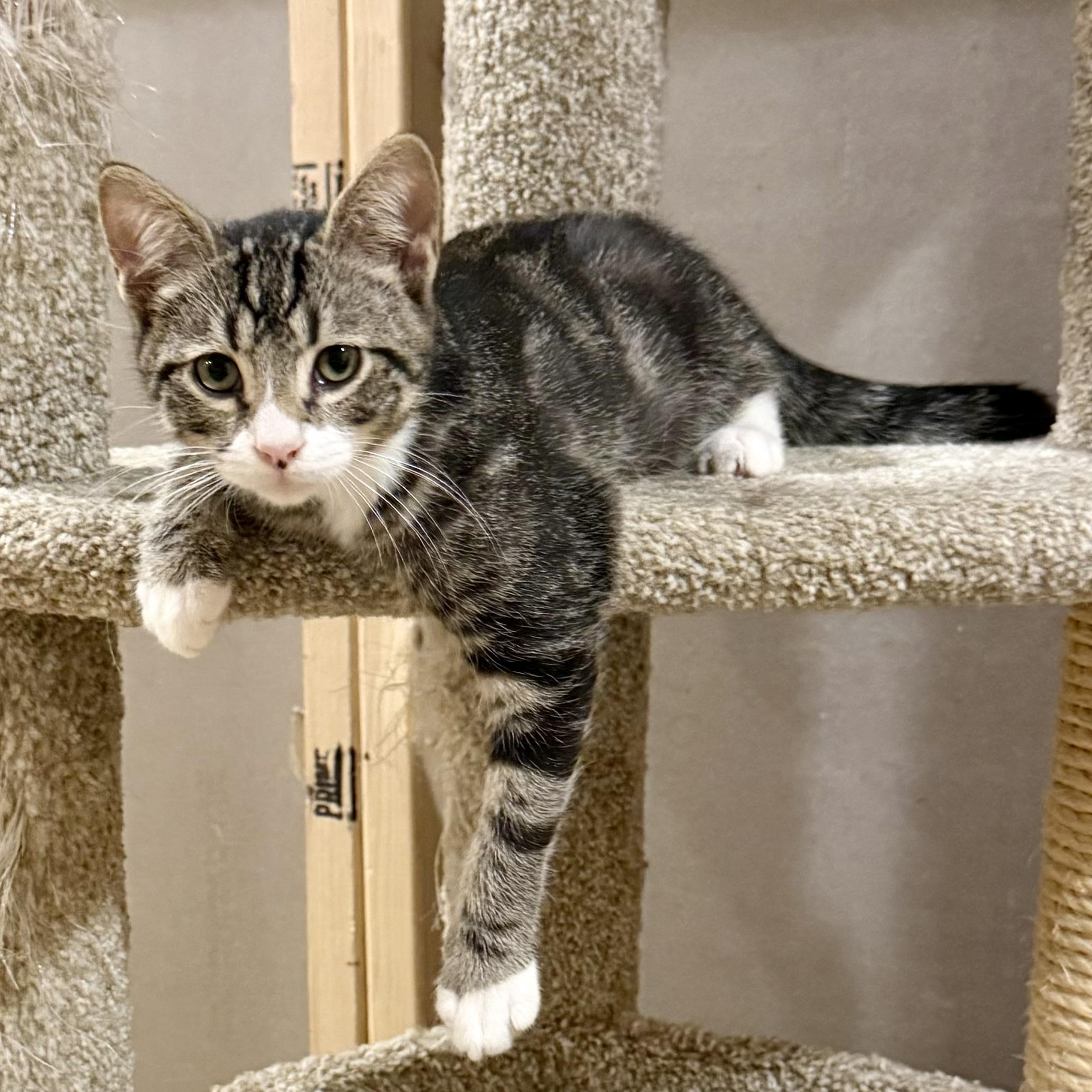 Enlarge Cohen, a Adoptable Domestic Short Hair in Bourne, MA image 3/5