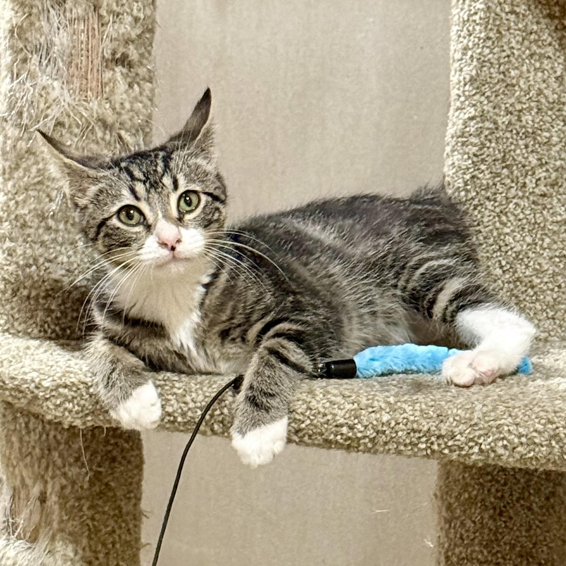 Enlarge Cohen, a Adoptable Domestic Short Hair in Bourne, MA image 4/5