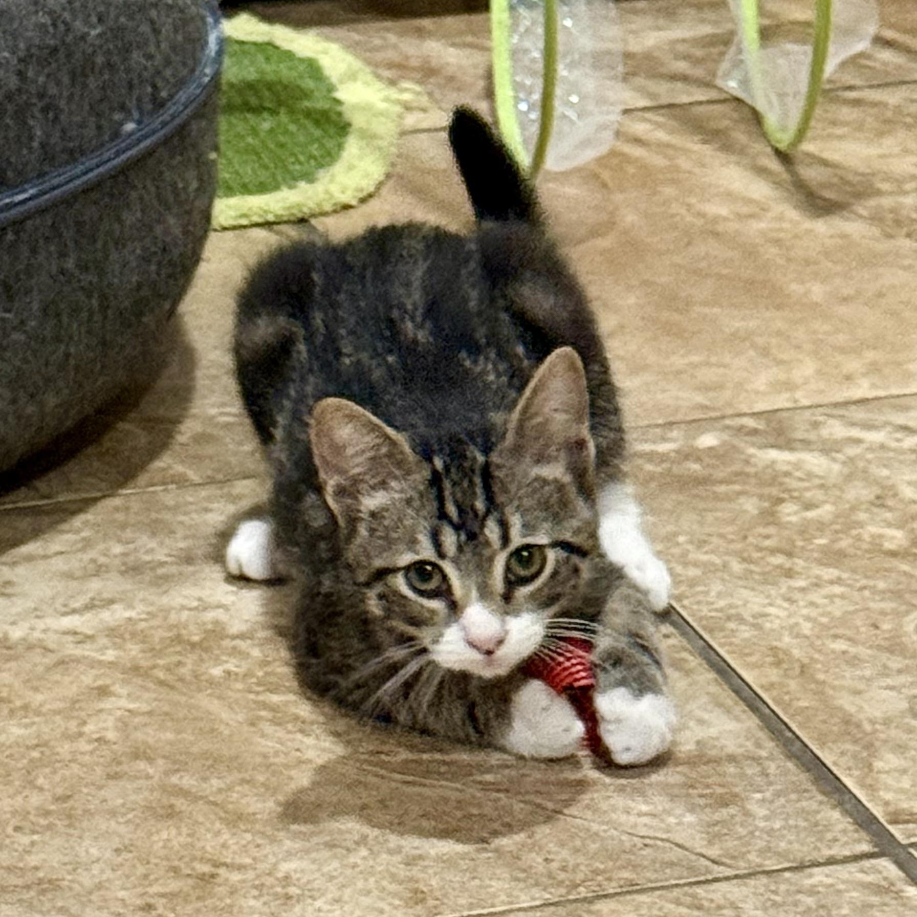 Enlarge Cohen, a Adoptable Domestic Short Hair in Bourne, MA image 2/5