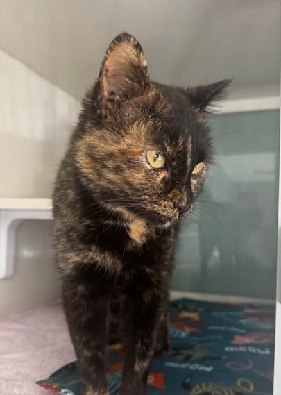 Astoria, an adopted Domestic Short Hair in Hutchinson, MN image 2/2