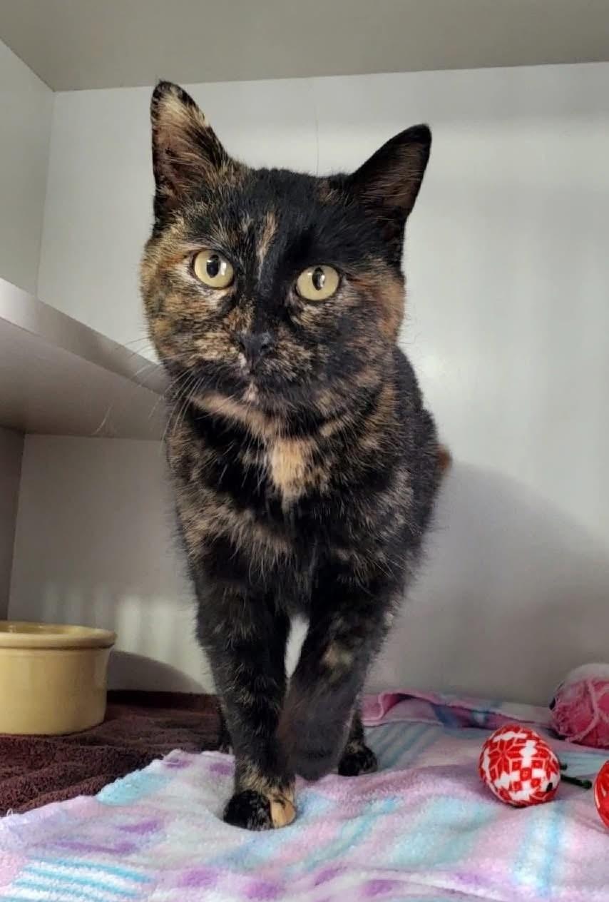 Astoria, an adopted Domestic Short Hair in Hutchinson, MN image 1/2