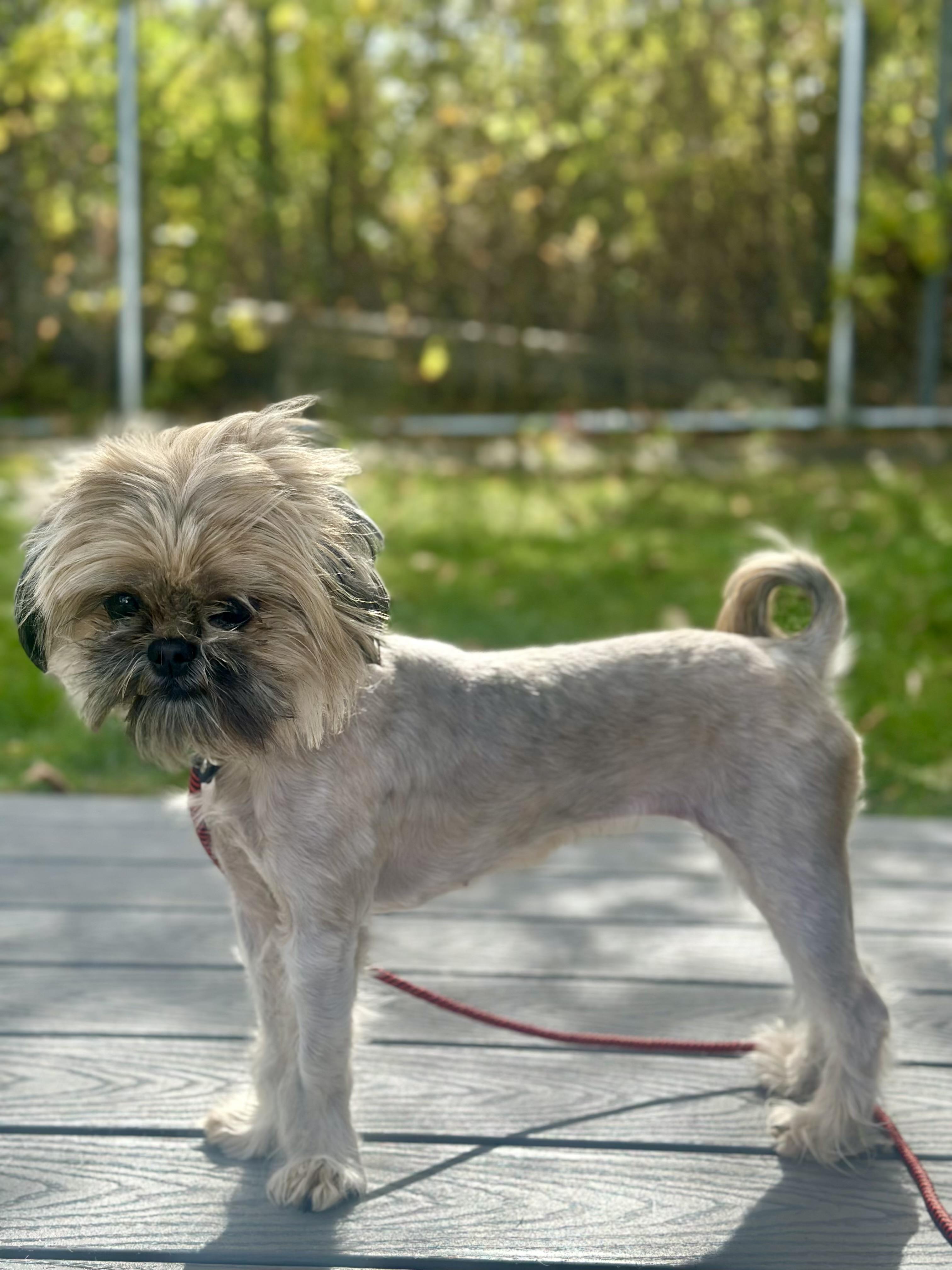 Enlarge Misty, a Adoptable Shih Tzu in West Milford, NJ image 3/6