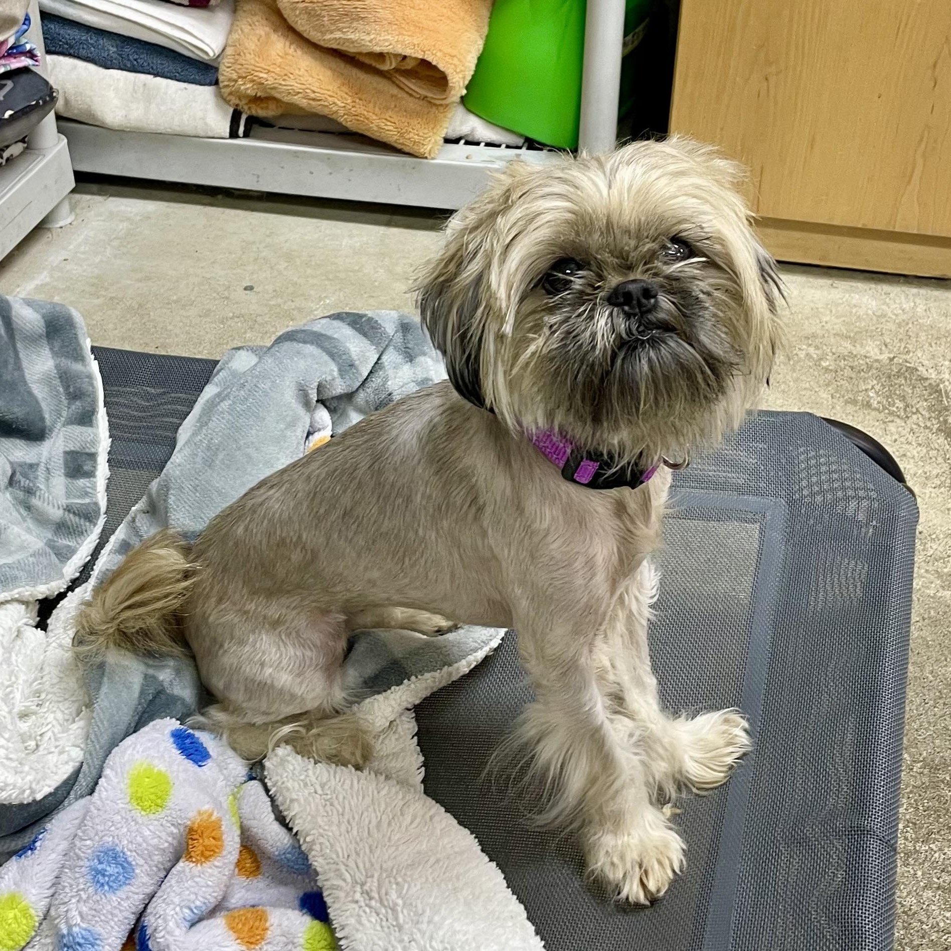 Enlarge Misty, a Adoptable Shih Tzu in West Milford, NJ image 2/6