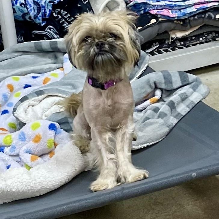 Enlarge Misty, a Adoptable Shih Tzu in West Milford, NJ image 5/6