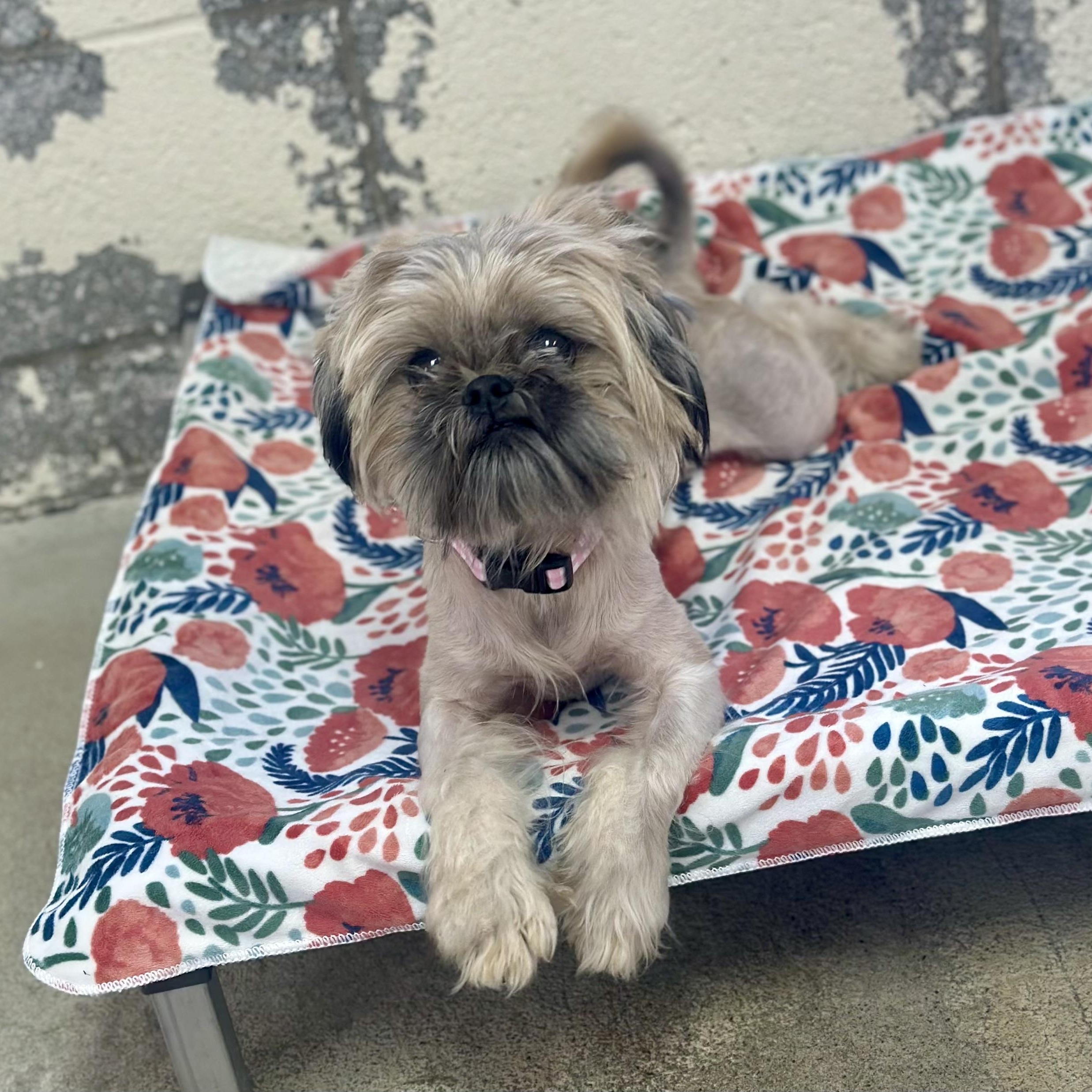 Enlarge Misty, a Adoptable Shih Tzu in West Milford, NJ image 1/6