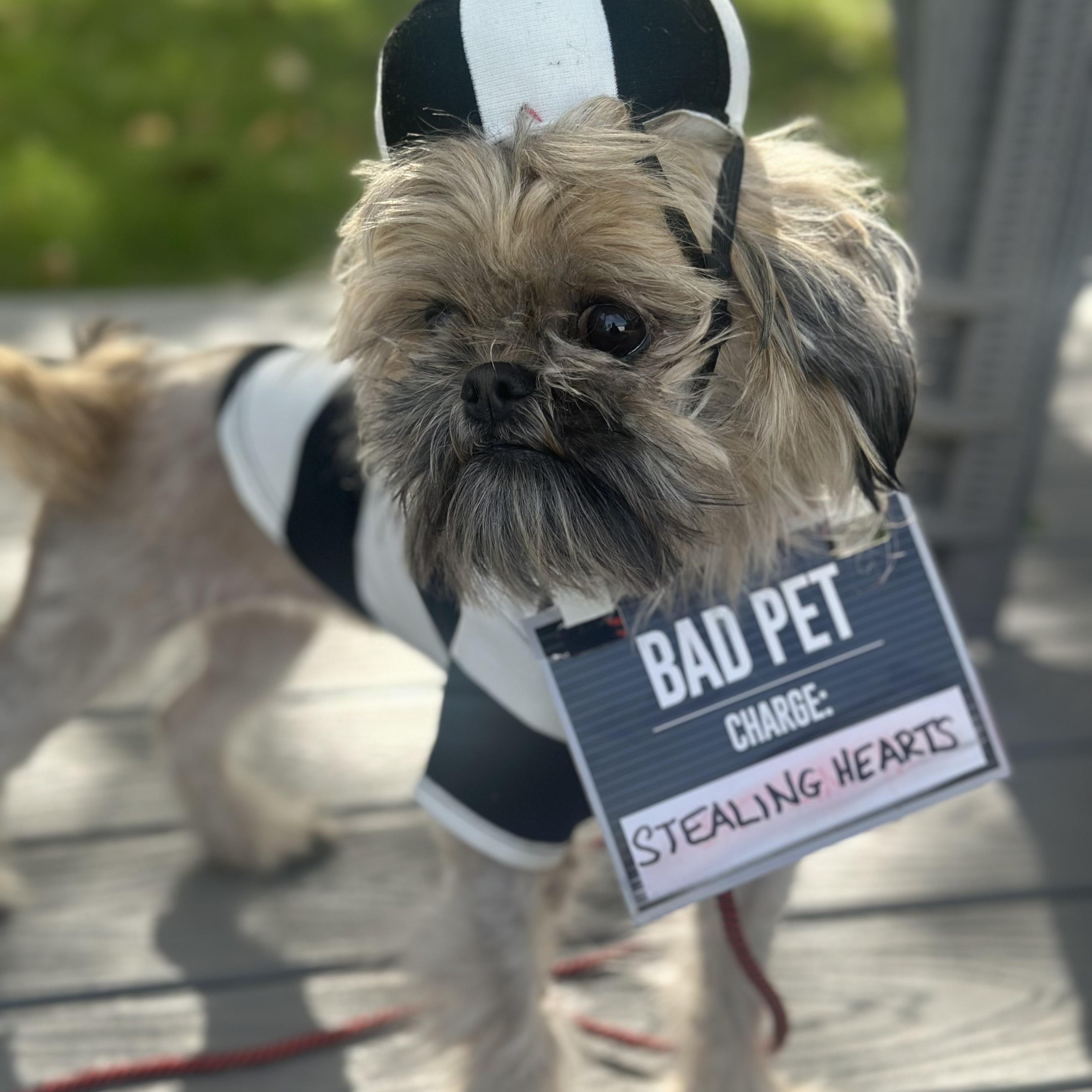 Enlarge Misty, a Adoptable Shih Tzu in West Milford, NJ image 4/6