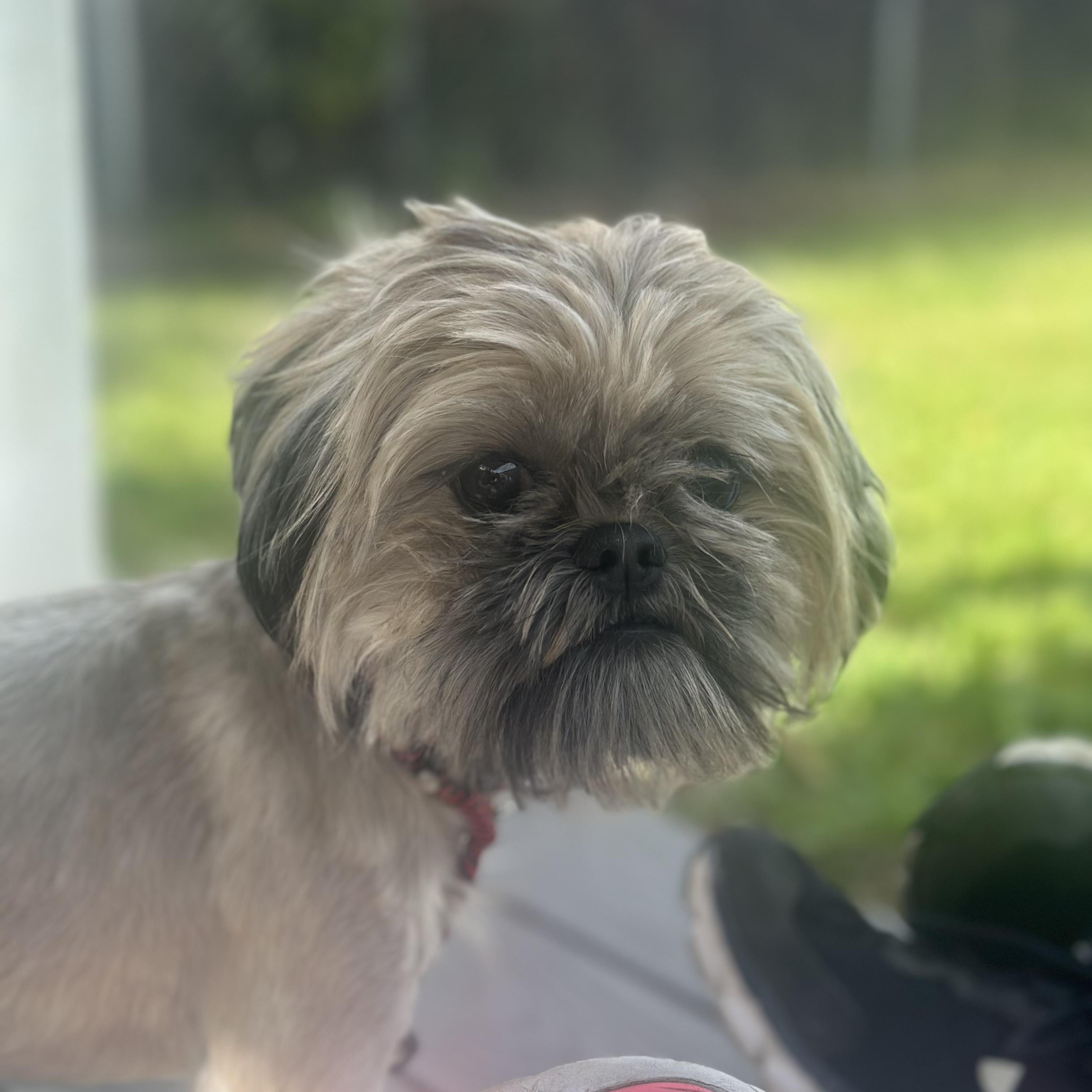Enlarge Misty, a Adoptable Shih Tzu in West Milford, NJ image 6/6