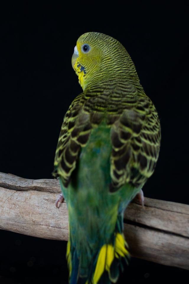 John (Green Female), Adoptable, Young Female Parakeet (Other).