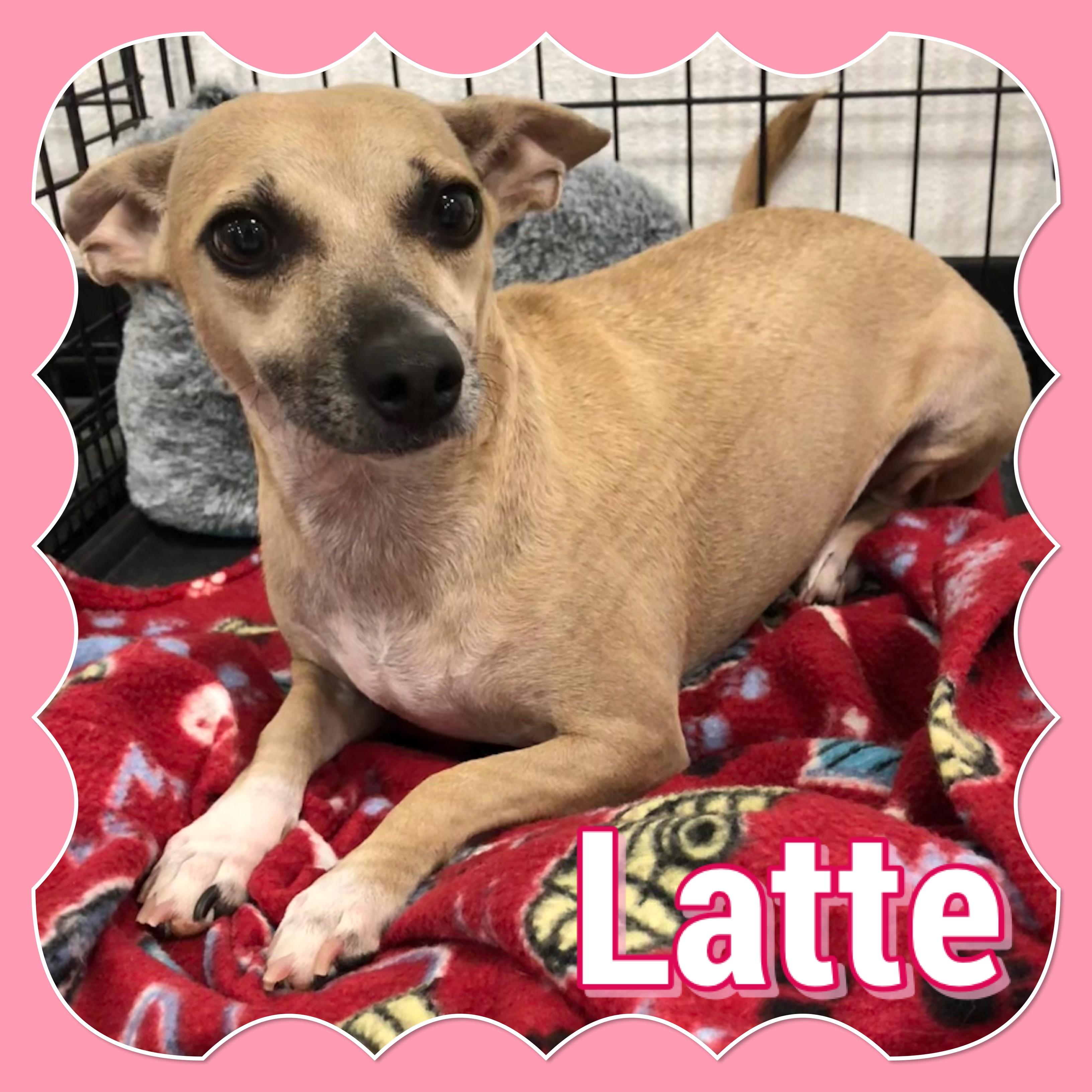 Latte, Adoptable, Adult Female Chihuahua.