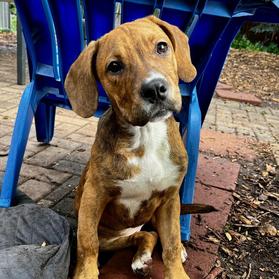 Charmer, Baby Female Boxer