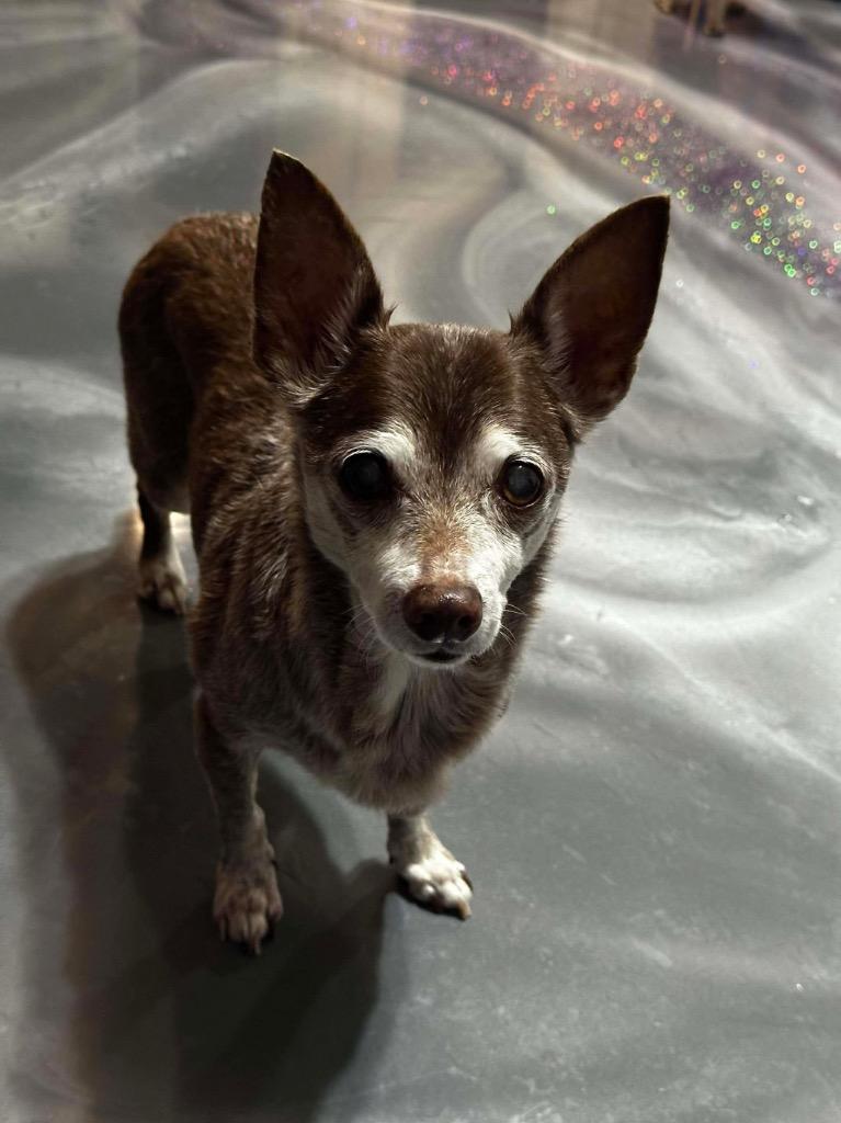 Father Time, Adoptable, Senior Male Chihuahua.