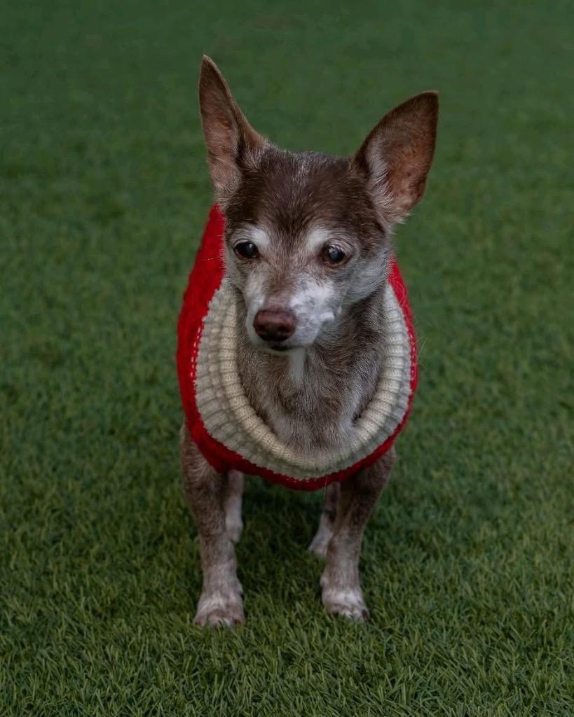 Enlarge Father Time, a Adoptable Chihuahua in College Station, TX image 2/5
