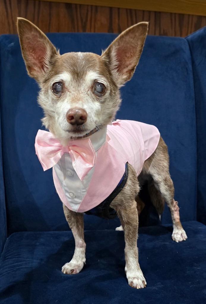Enlarge Father Time, a Adoptable Chihuahua in College Station, TX image 3/5