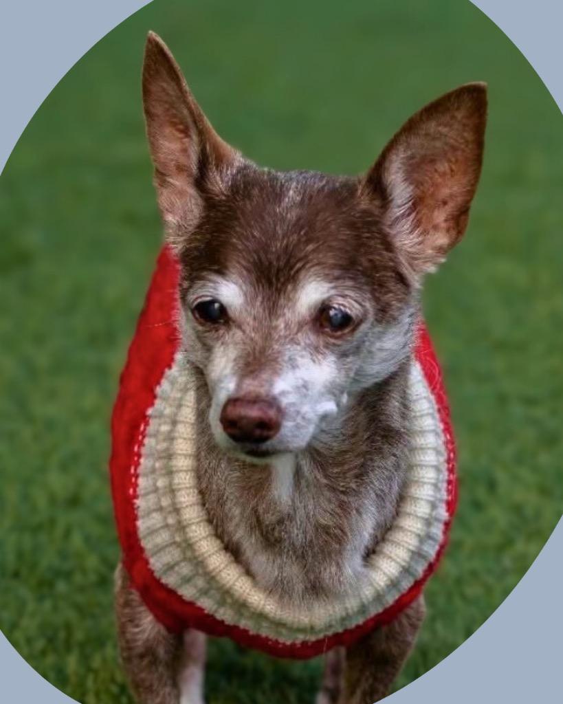 Enlarge Father Time, a Adoptable Chihuahua in College Station, TX image 4/5