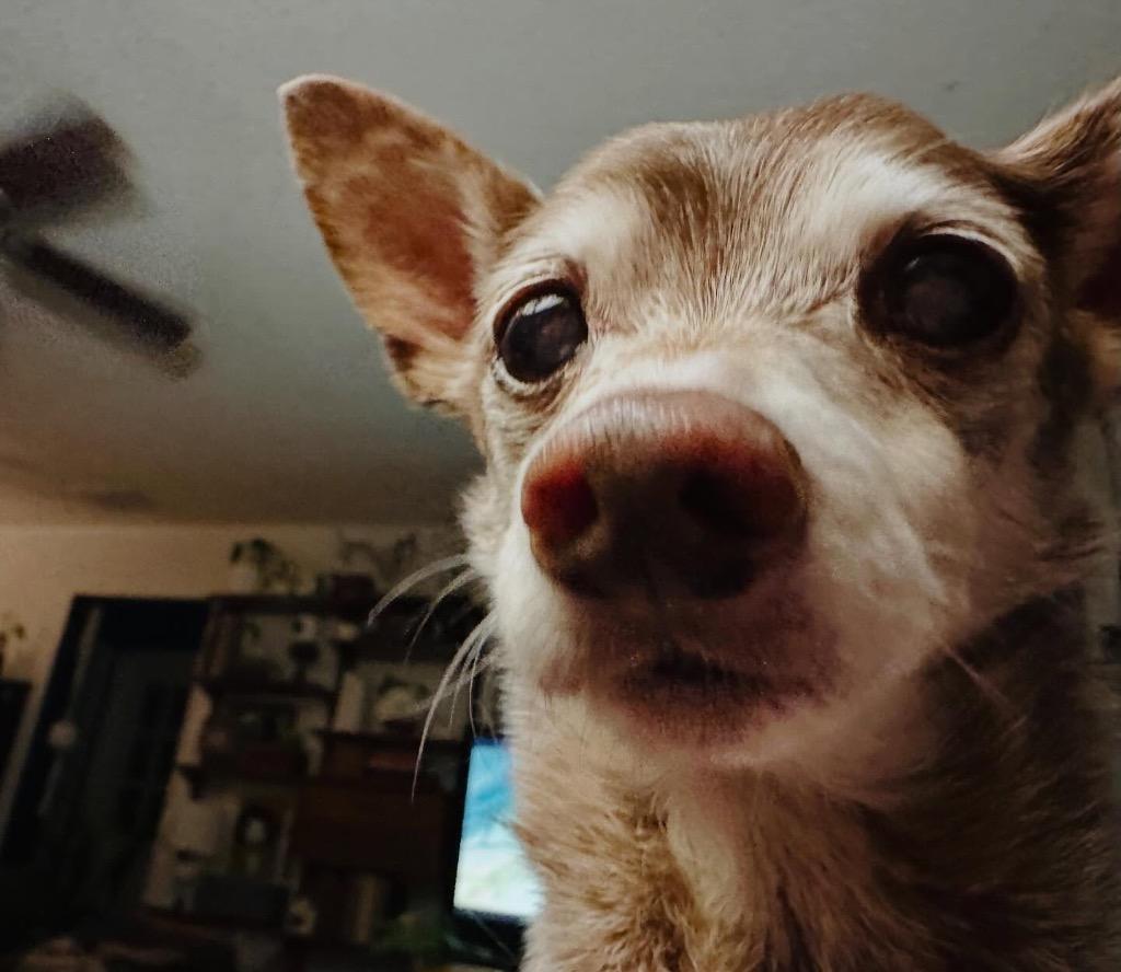 Enlarge Father Time, a Adoptable Chihuahua in College Station, TX image 5/5