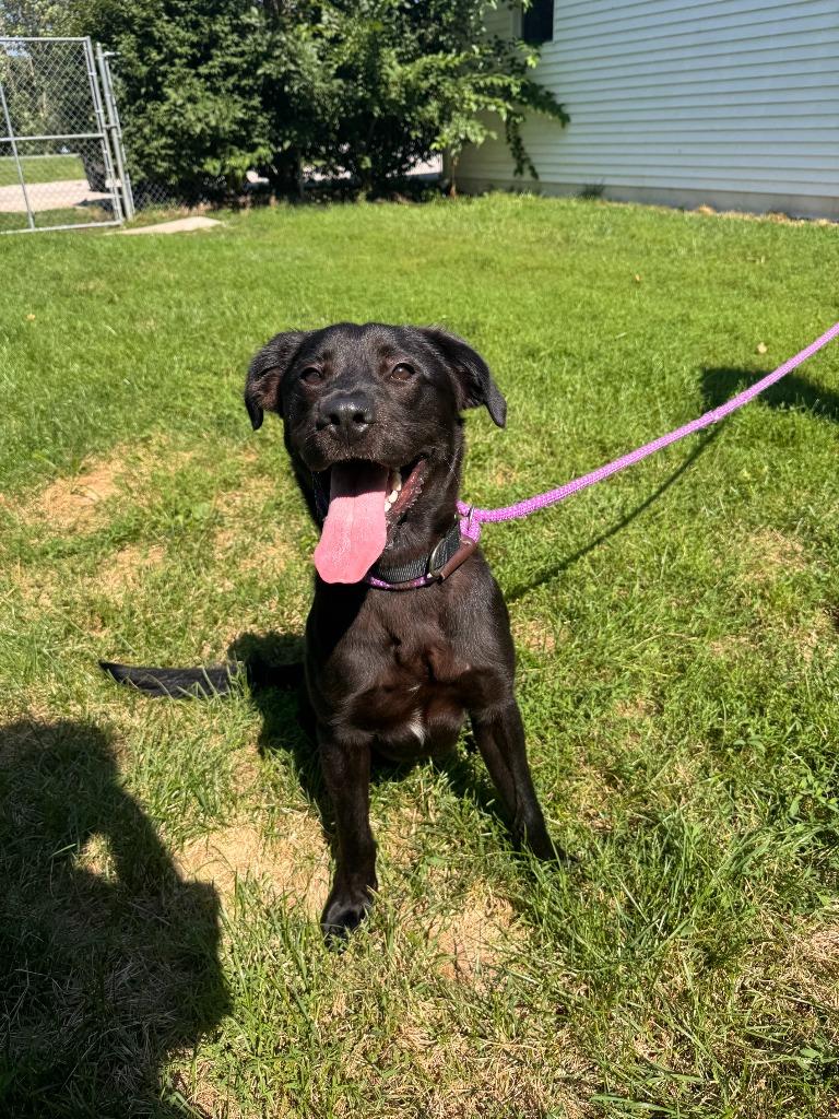 Enlarge Meteor Strike, a Adoptable mixed breed in Muskegon, MI image 1/6