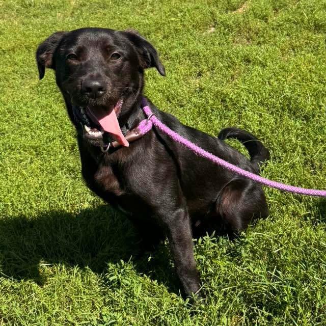 Enlarge Meteor Strike, a Adoptable mixed breed in Muskegon, MI image 2/6