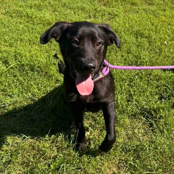 Enlarge Meteor Strike, a Adoptable mixed breed in Muskegon, MI image 4/6
