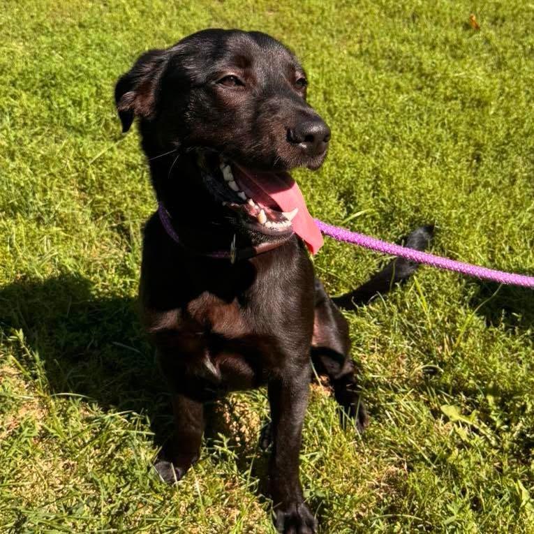 Enlarge Meteor Strike, a Adoptable mixed breed in Muskegon, MI image 5/6