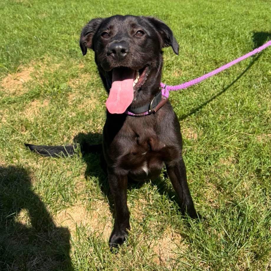 Enlarge Meteor Strike, a Adoptable mixed breed in Muskegon, MI image 6/6