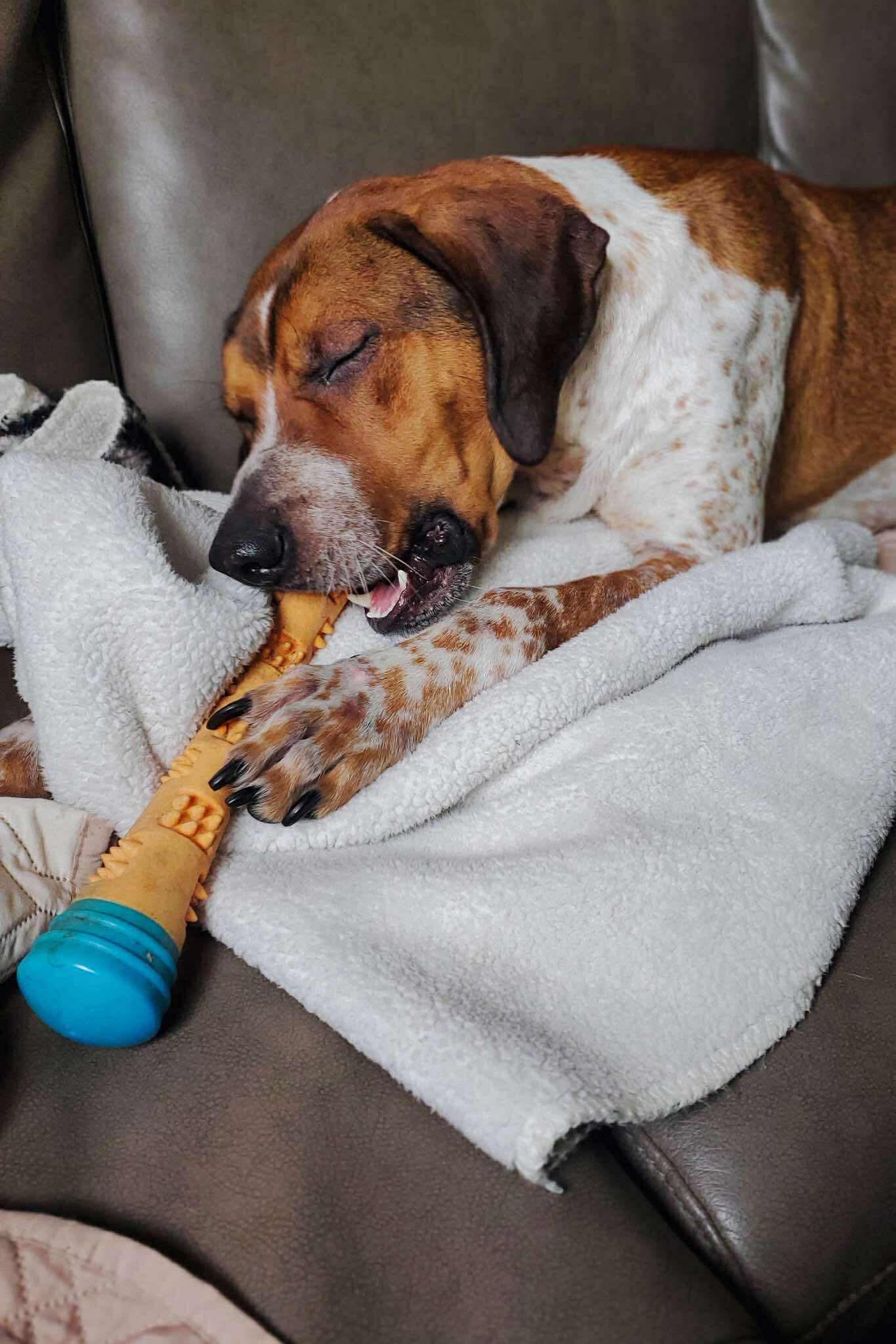 Dak, Adoptable, Young Male Coonhound & American Bulldog.