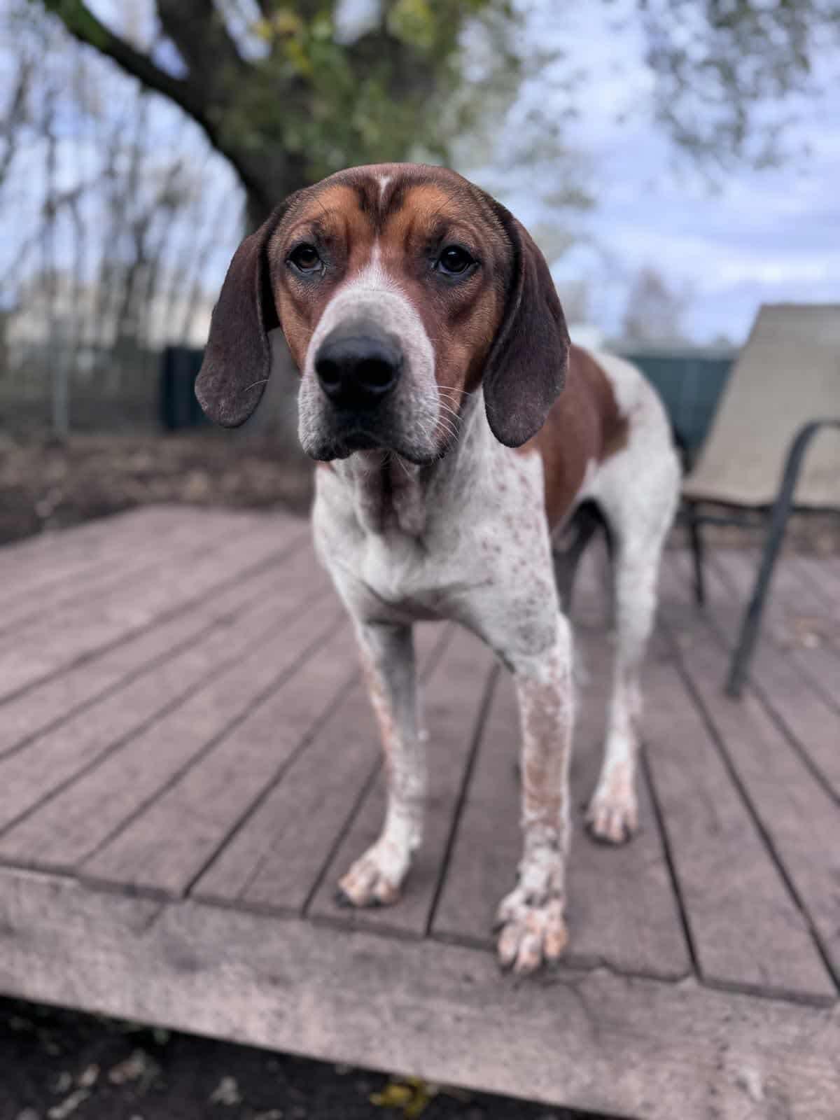Dak, a Adoptable mixed breed in Port Colborne , ON image 3/6