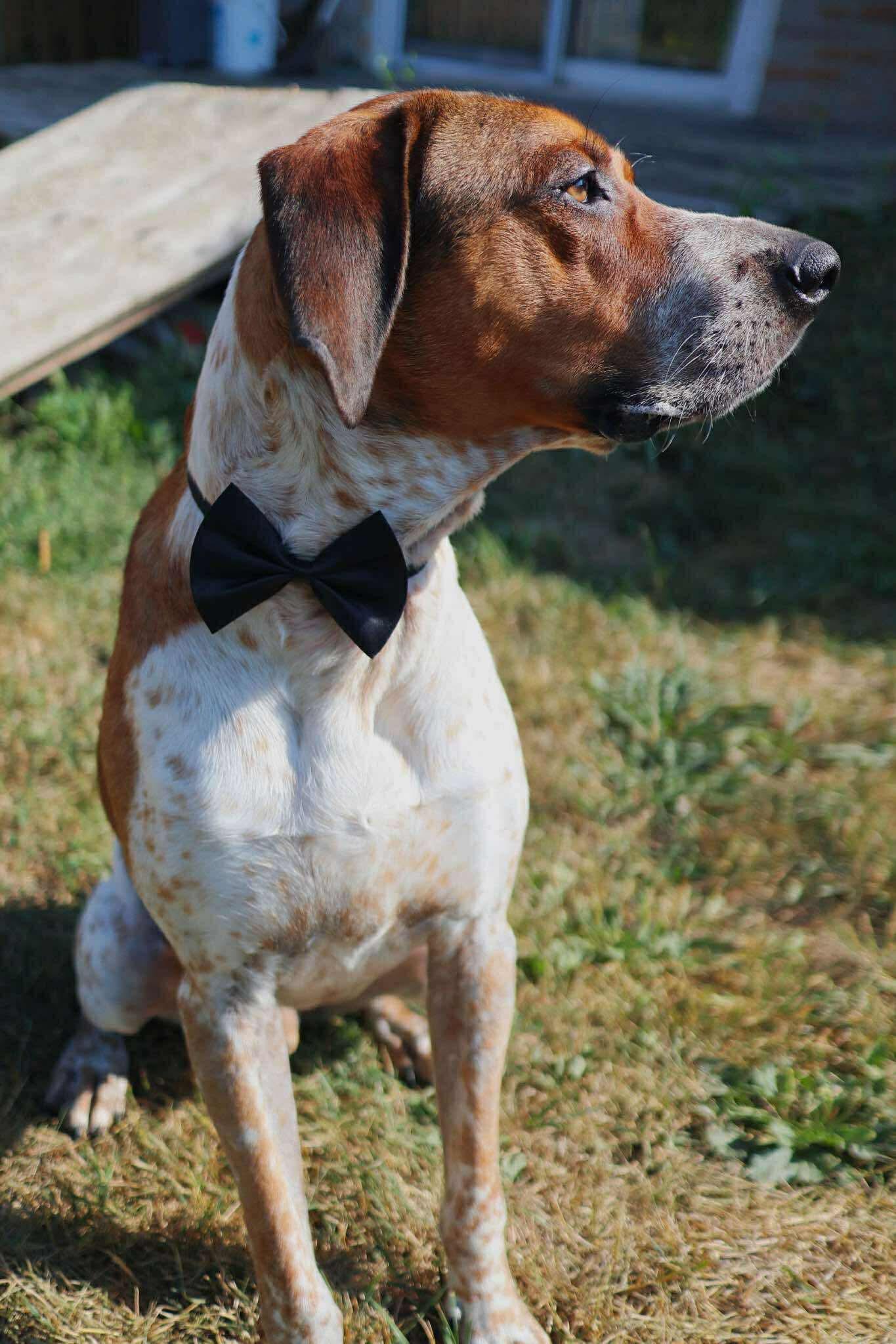 Dak, a Adoptable mixed breed in Port Colborne , ON image 4/6