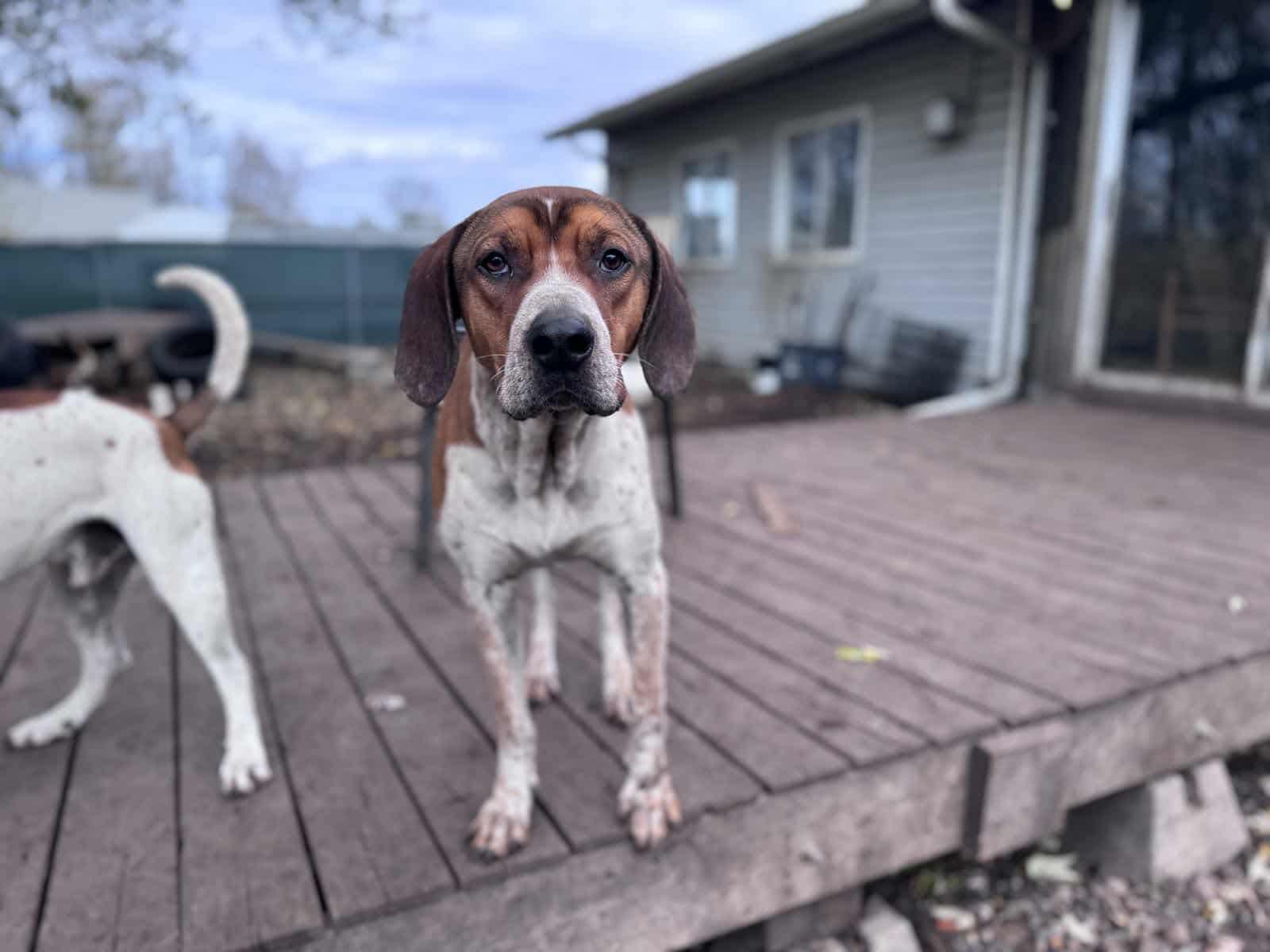 Dak, a Adoptable mixed breed in Port Colborne , ON image 5/6