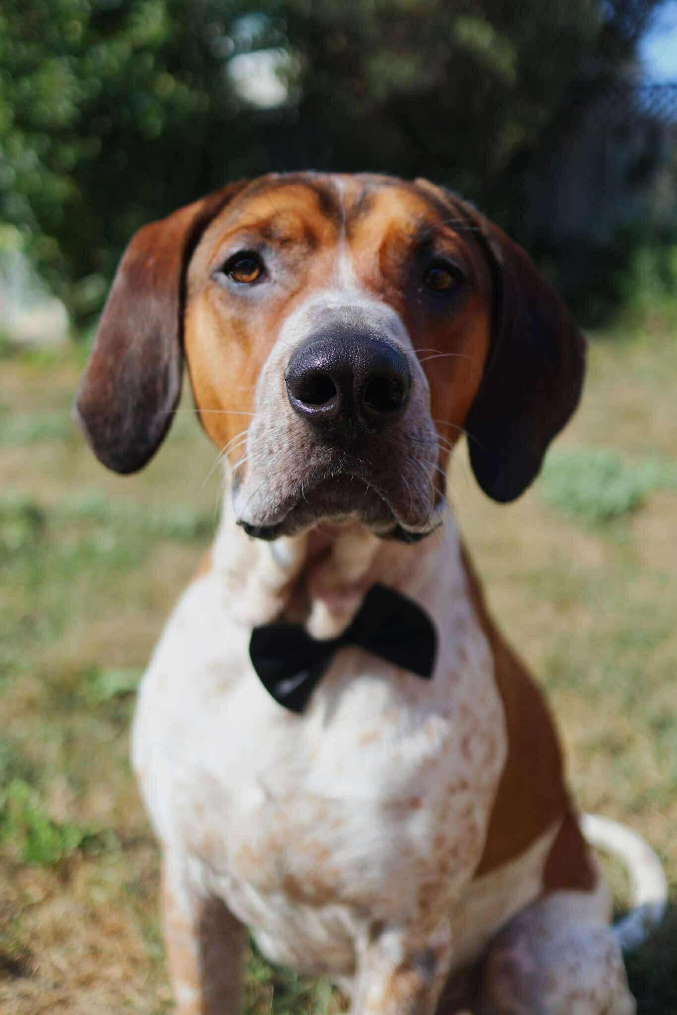 Dak, a Adoptable mixed breed in Port Colborne , ON image 6/6