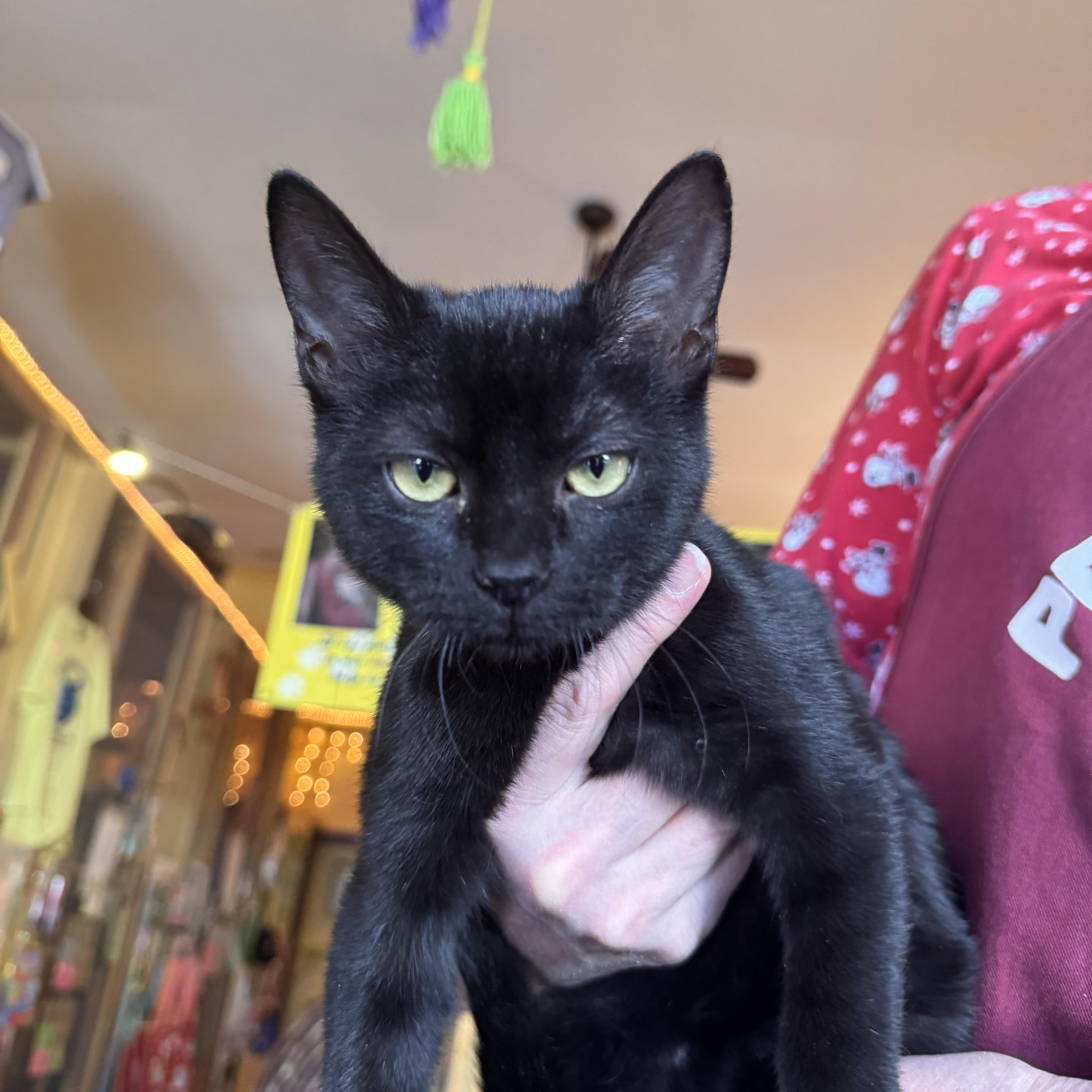 Enlarge Penelope , an adopted Domestic Short Hair in Memphis, TN image 1/3