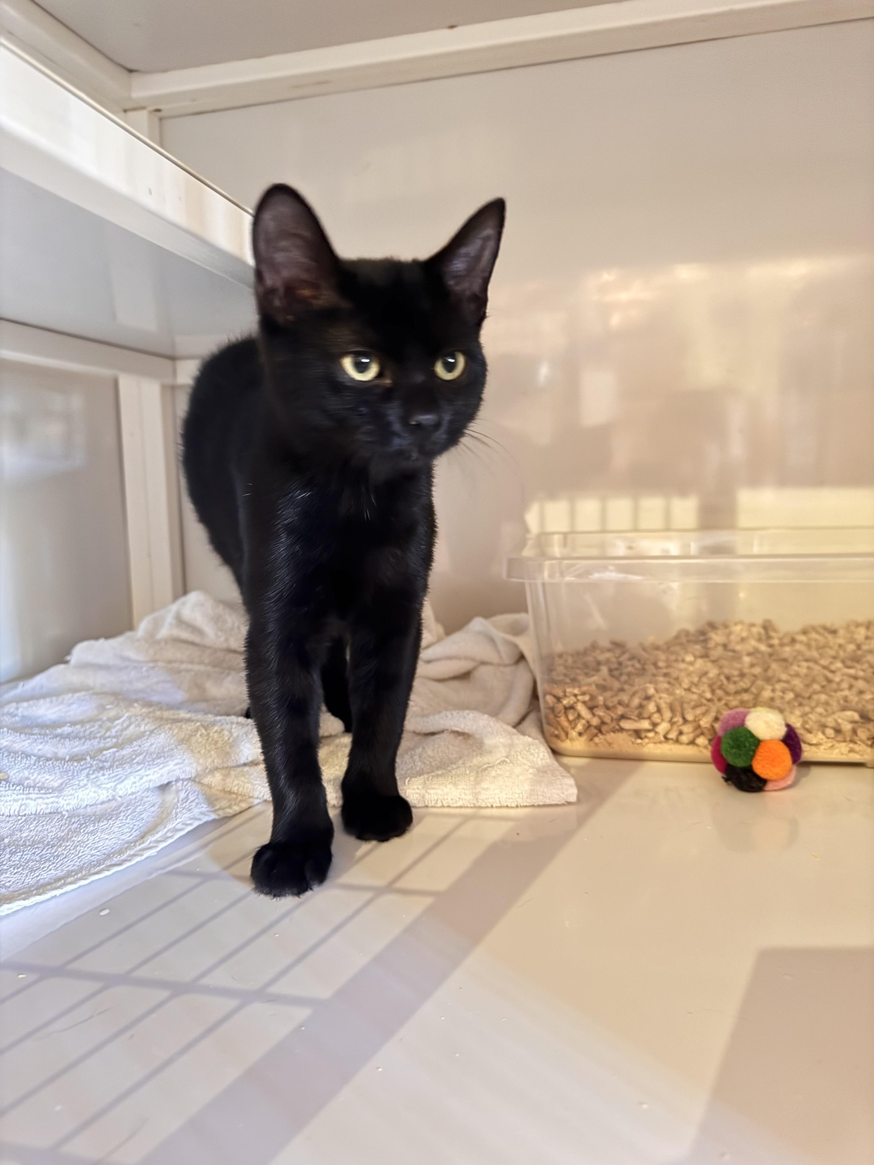 Enlarge Penelope , an adopted Domestic Short Hair in Memphis, TN image 2/3