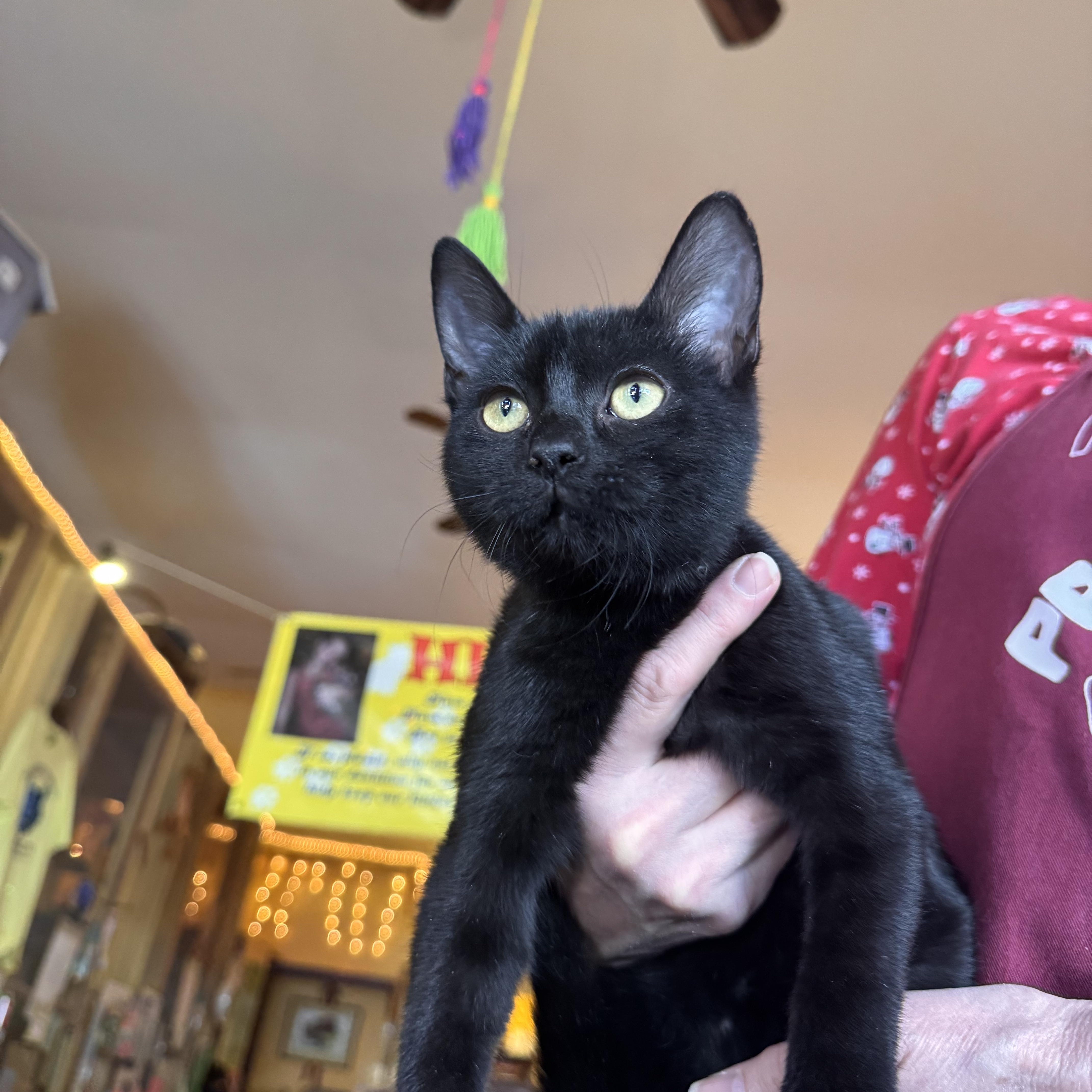 Enlarge Penelope , an adopted Domestic Short Hair in Memphis, TN image 3/3