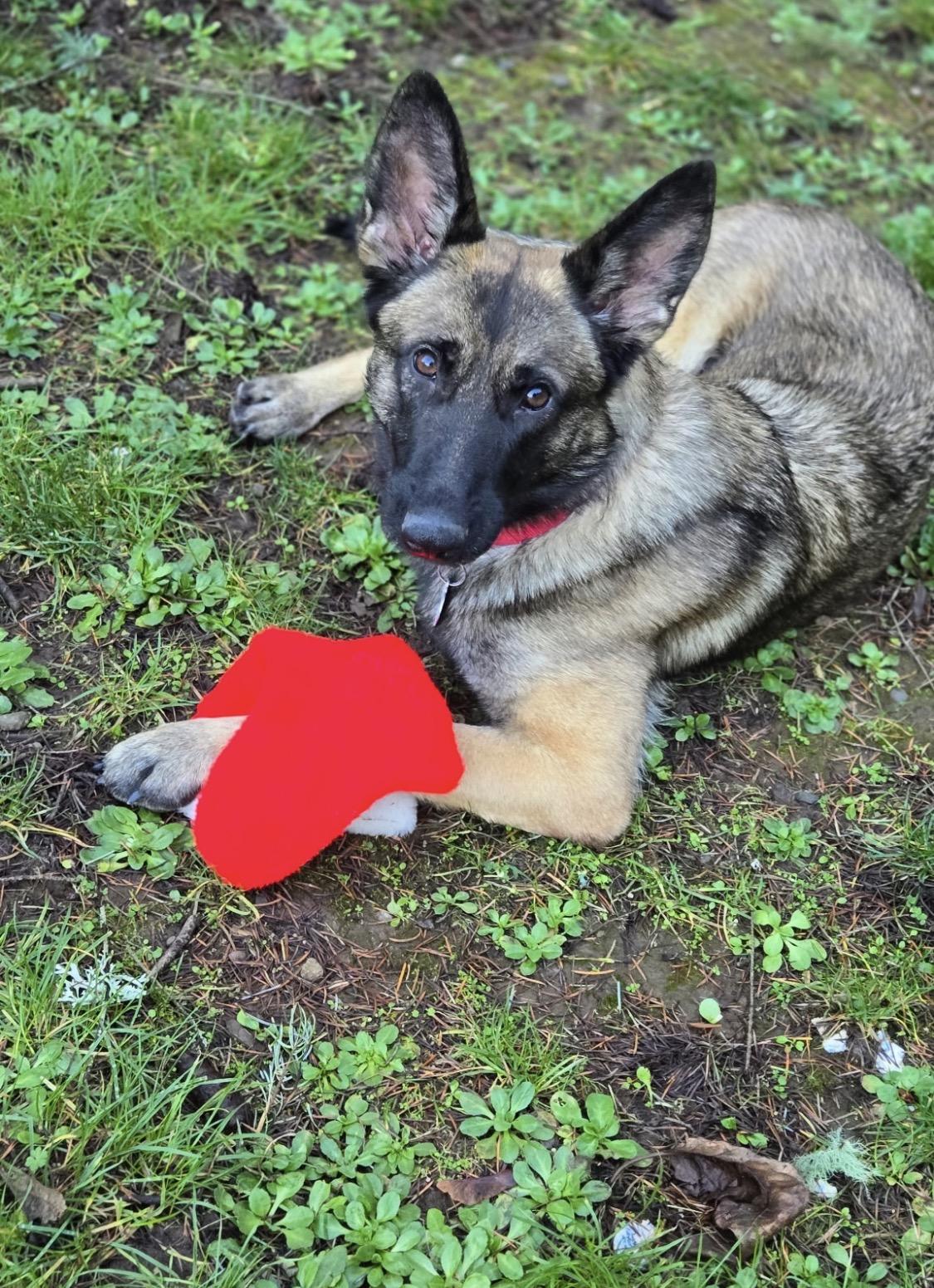 Enlarge Elsa, an adoptable mixed breed in Eugene, OR image 4/4