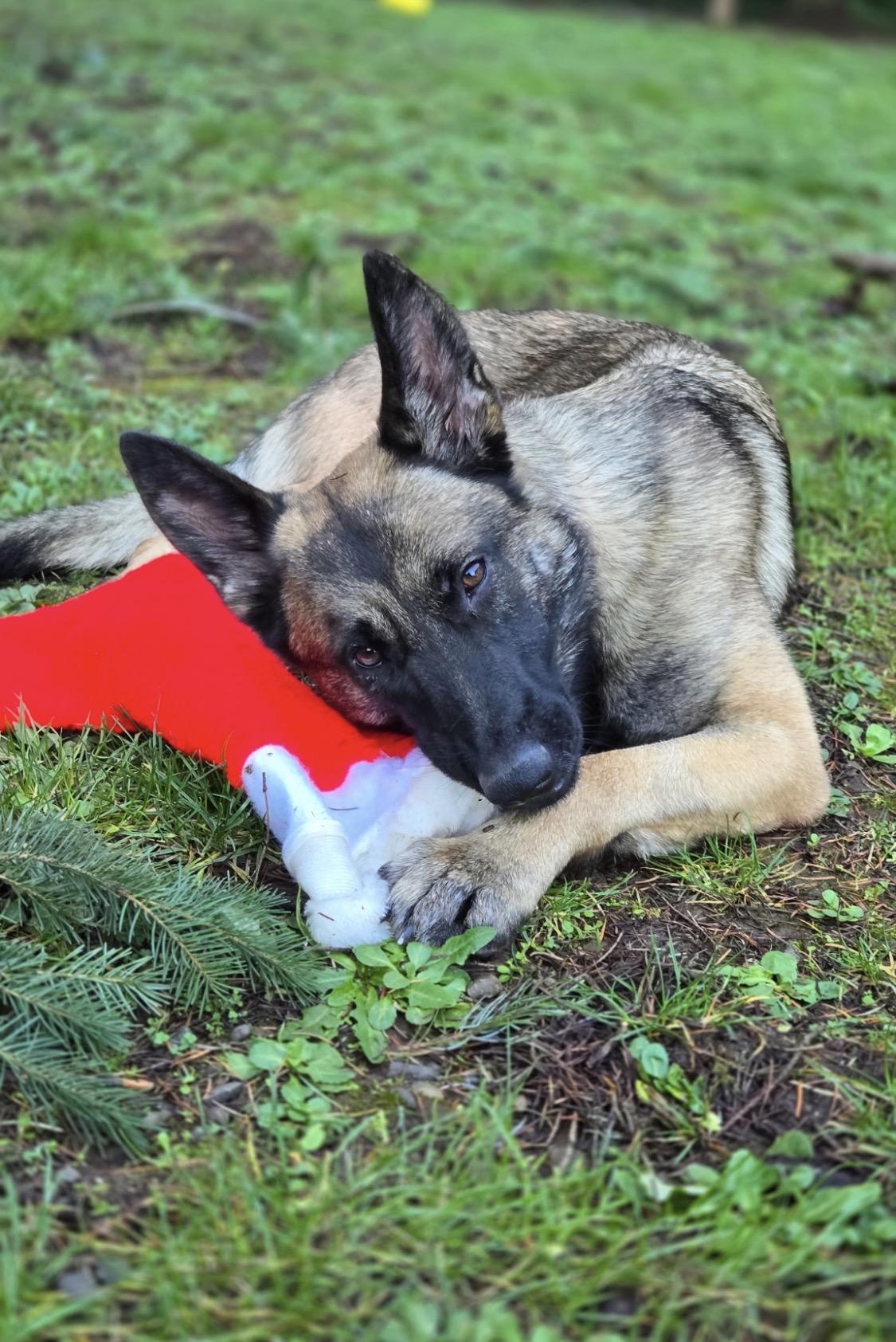 Enlarge Elsa, an adoptable mixed breed in Eugene, OR image 1/4