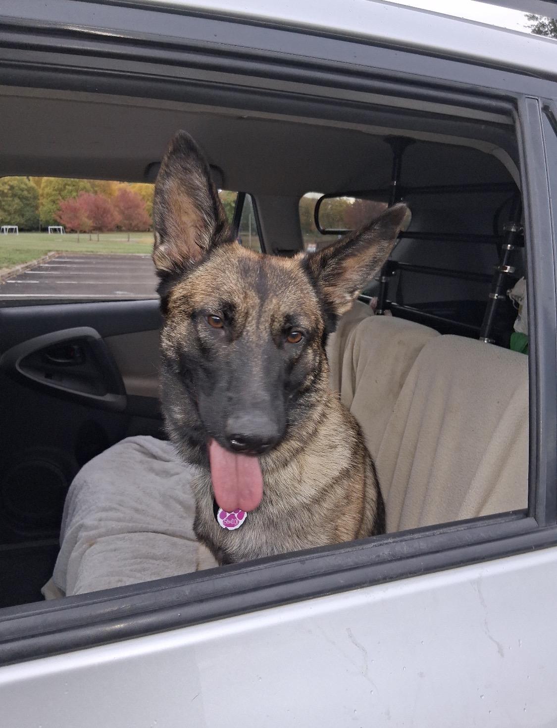 Enlarge Elsa, an adoptable mixed breed in Eugene, OR image 3/3