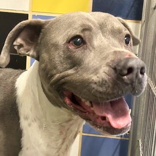 Enlarge Drake, a Adoptable Mixed Breed in Georgetown, TX image 3/4