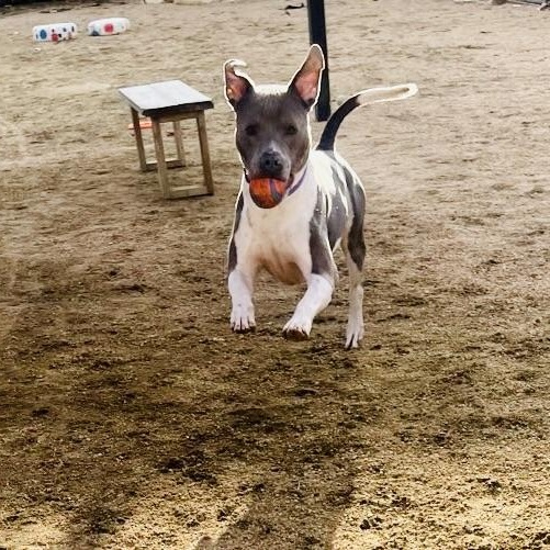 Enlarge Drake, an adoptable Mixed Breed in Georgetown, TX image 6/6